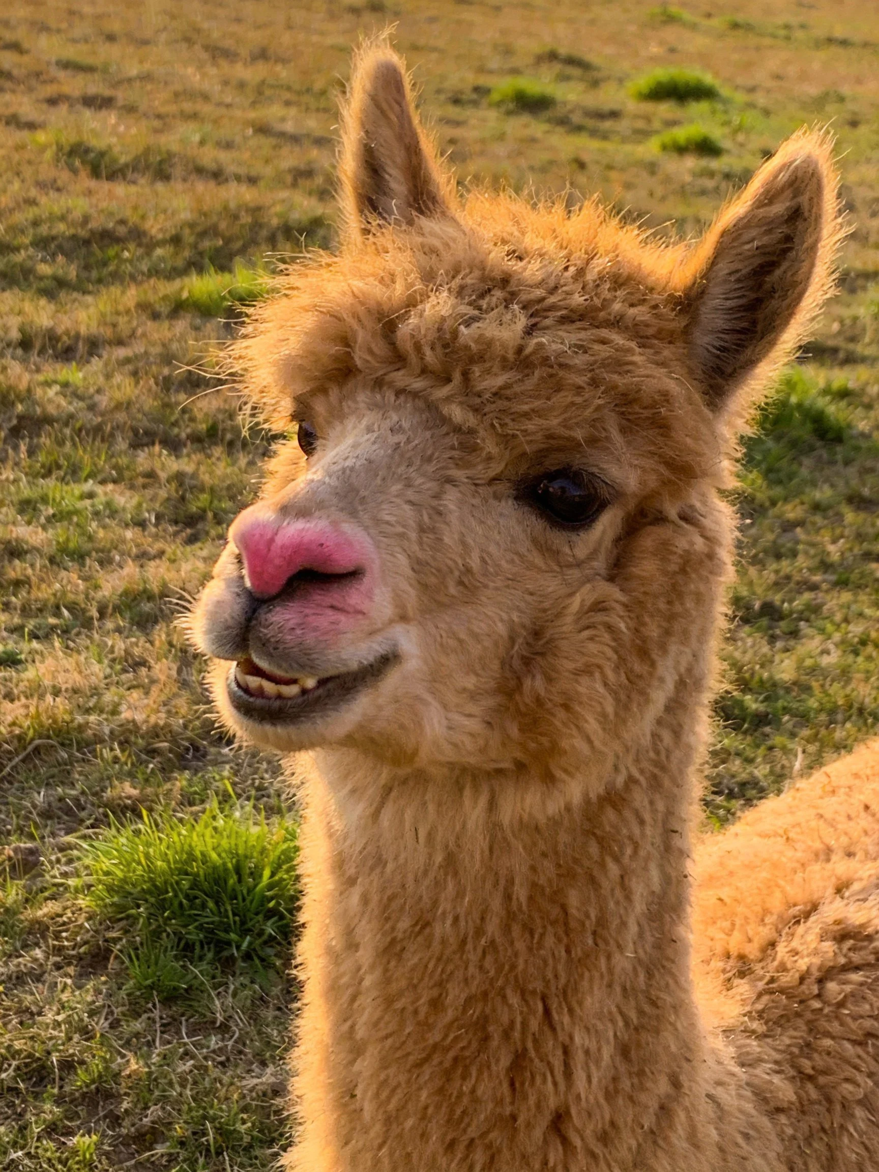 A fluffy tan baby alpaca in a sunlit grassy meadow
