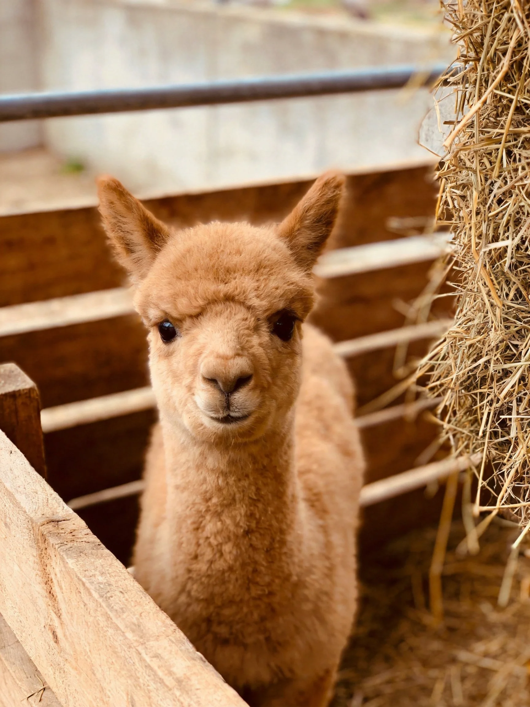 A fluffy tan baby alpaca in a wooden enclosure near hay