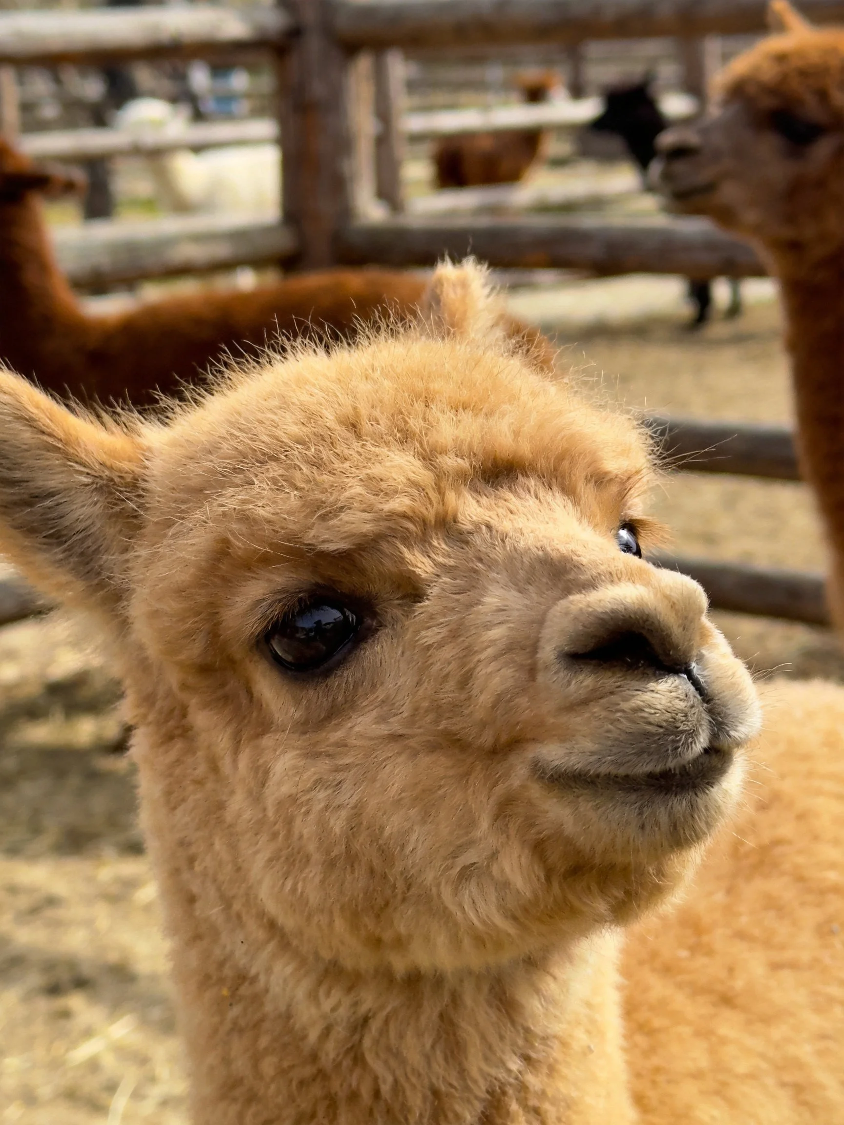 A fluffy tan baby alpaca near brown and black alpacas in a wooden fenced enclosure