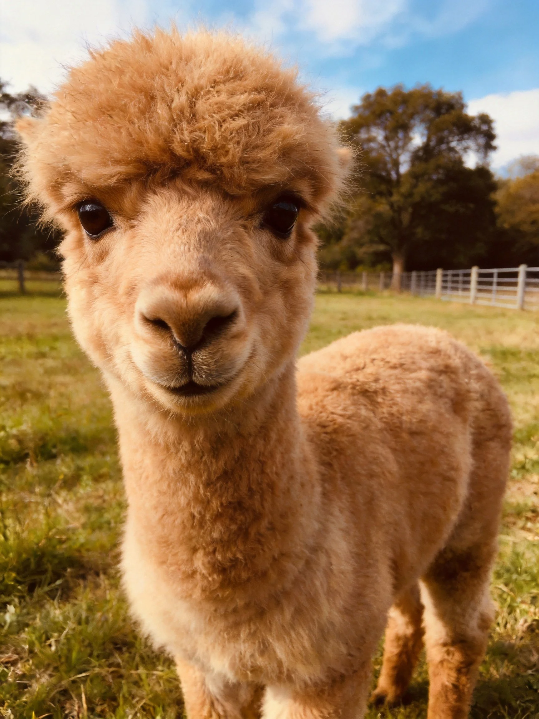 A fluffy tan baby alpaca stands in a sunlit farm pasture