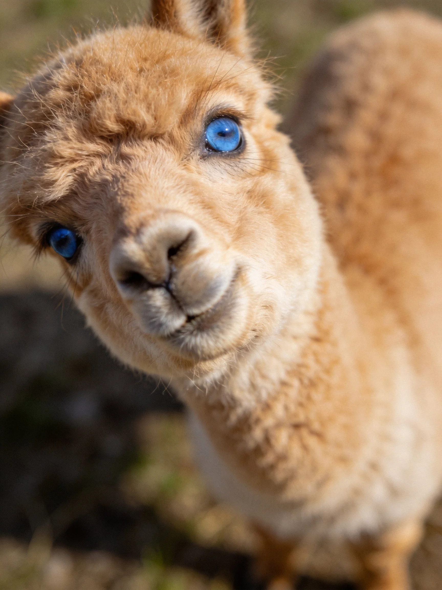 A fluffy tan baby llama with striking blue eyes