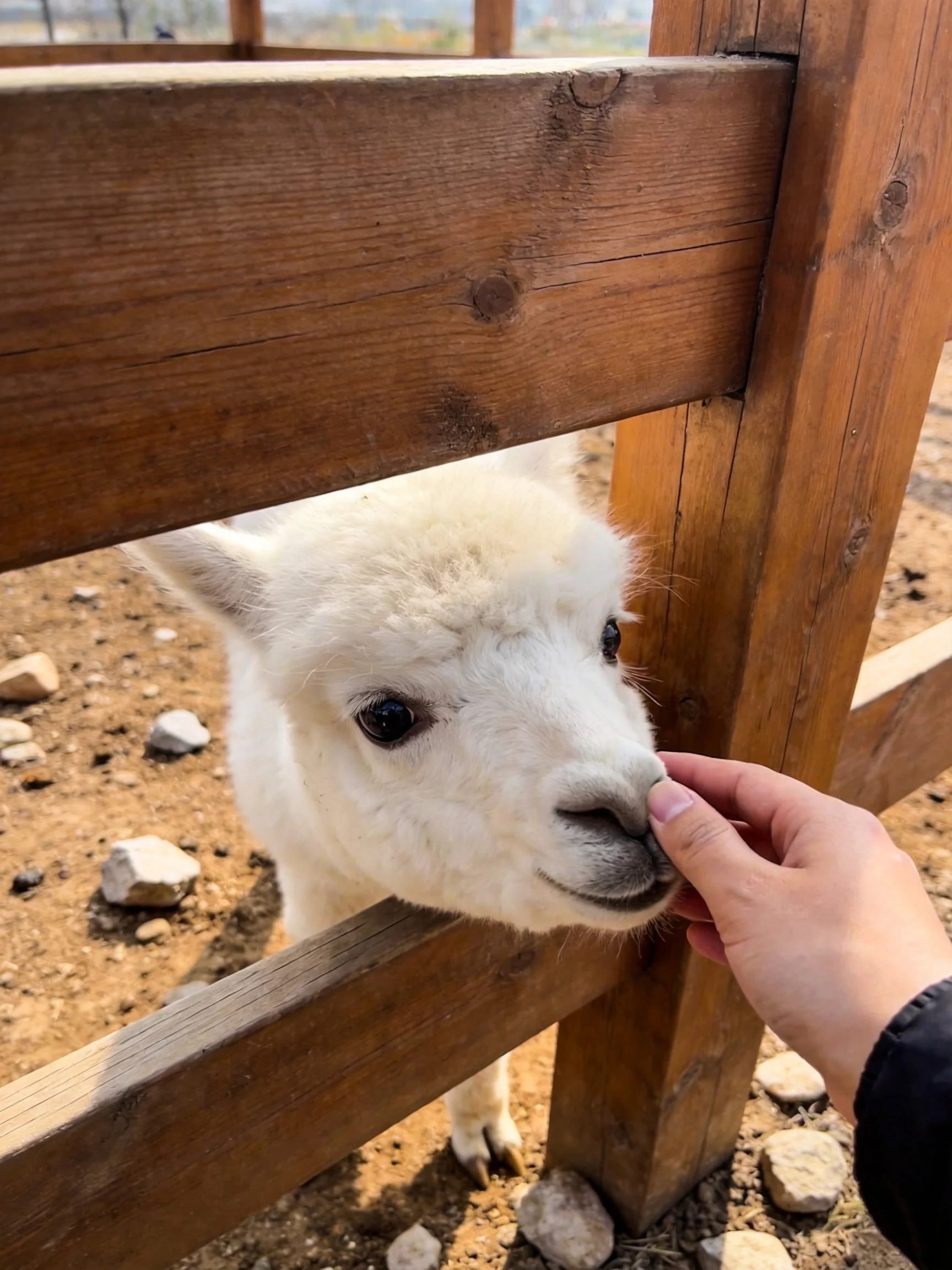 A person feeds a fluffy white alpaca through a wooden fence.