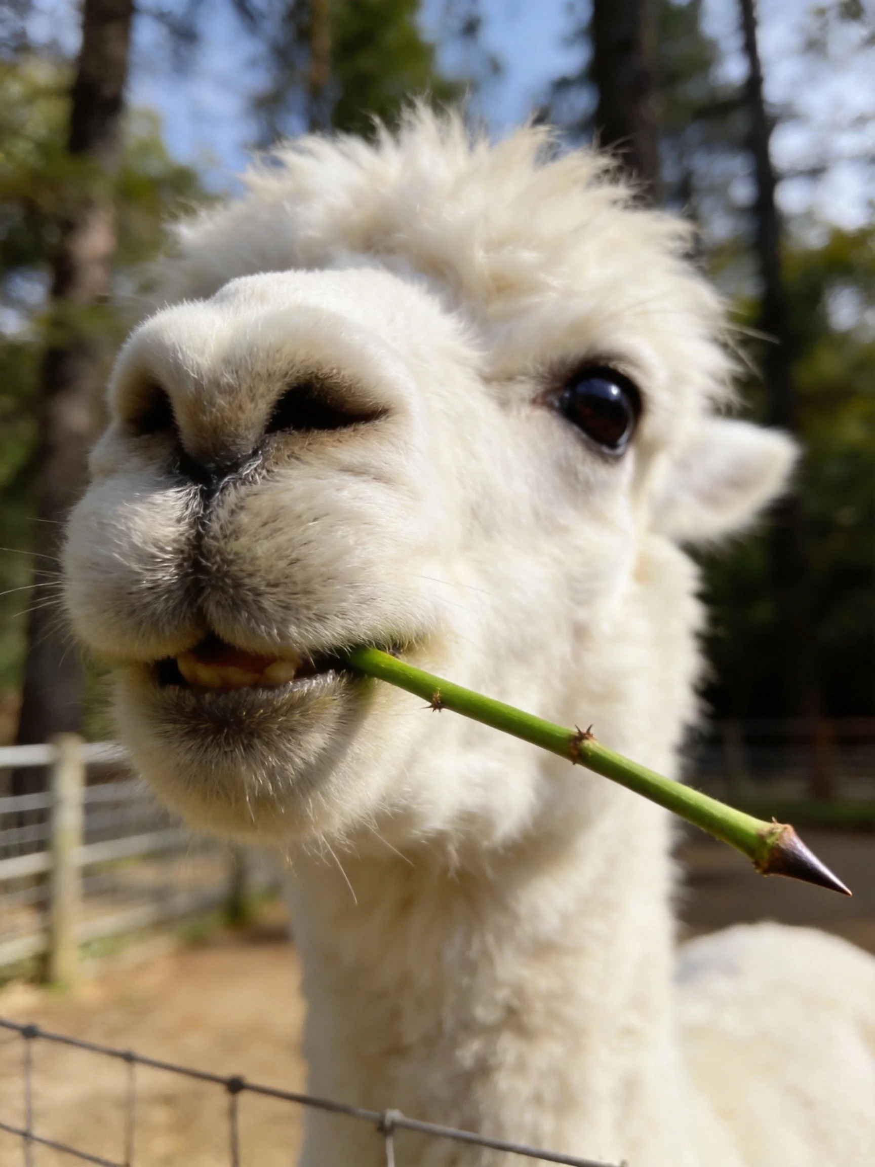 A fluffy white alpaca chewing a thorny green stem in an outdoor enclosure