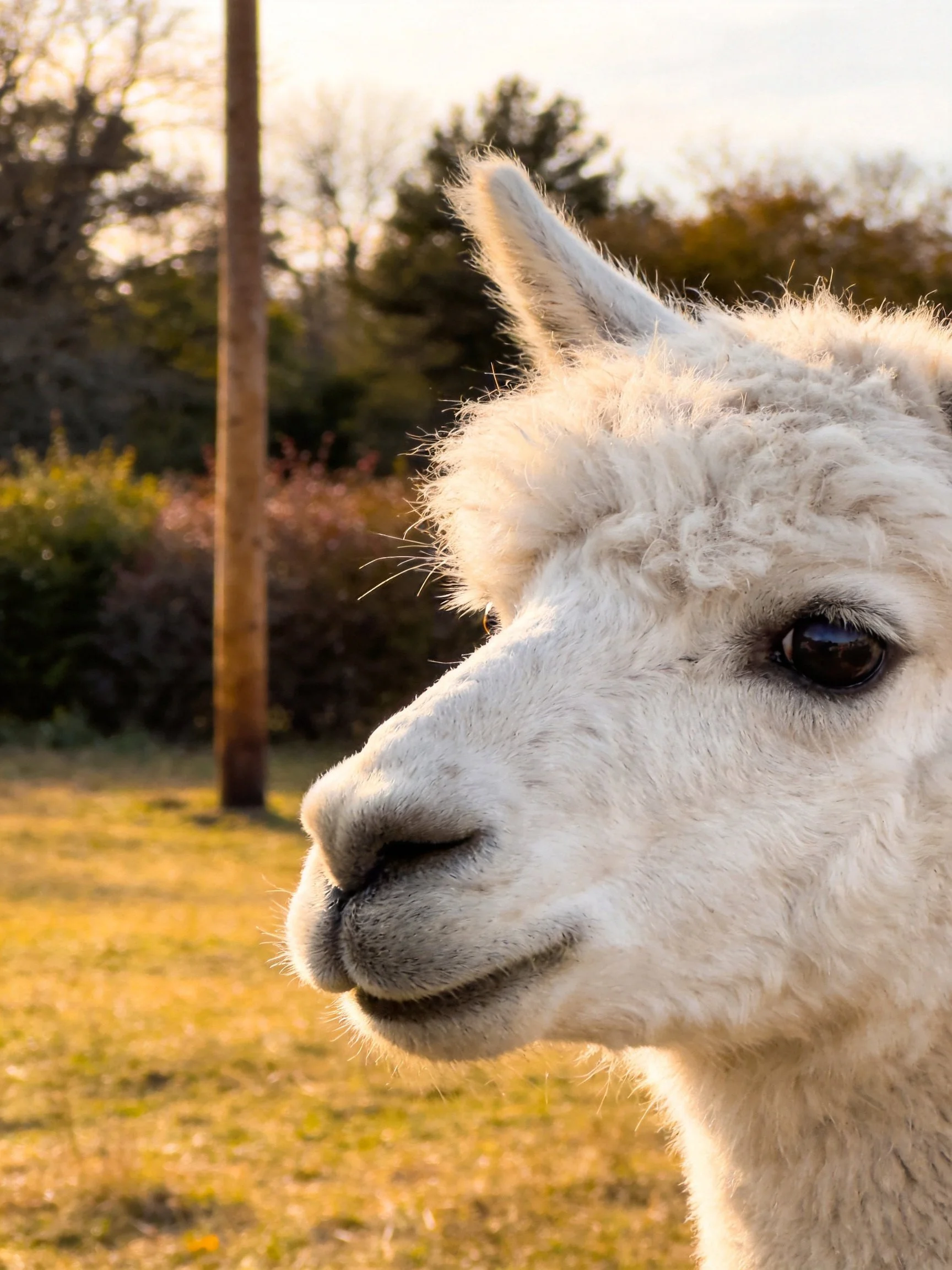 A fluffy white alpaca in a sunlit grassy area with trees