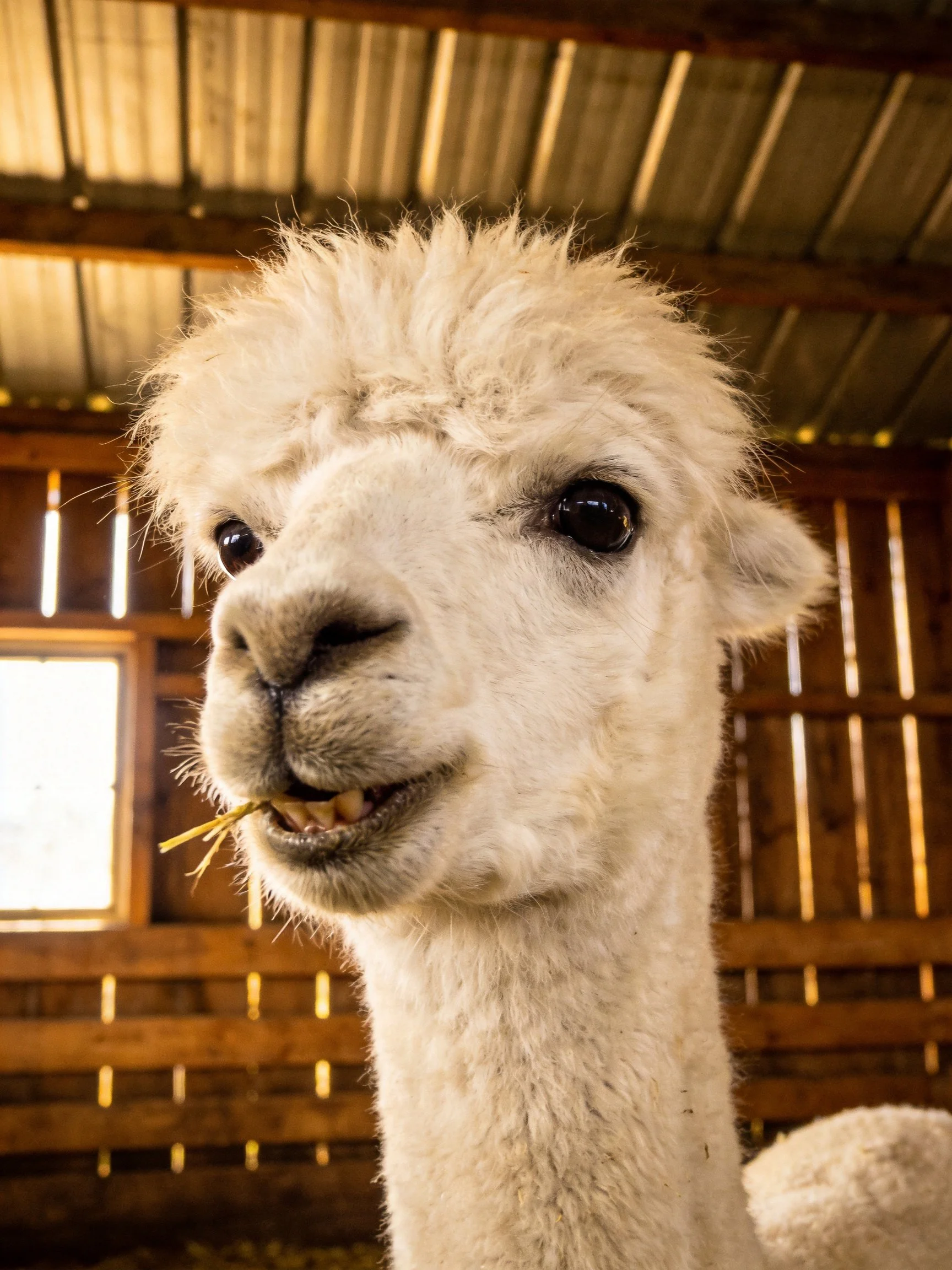 A fluffy white alpaca inside a rustic wooden barn with hay
