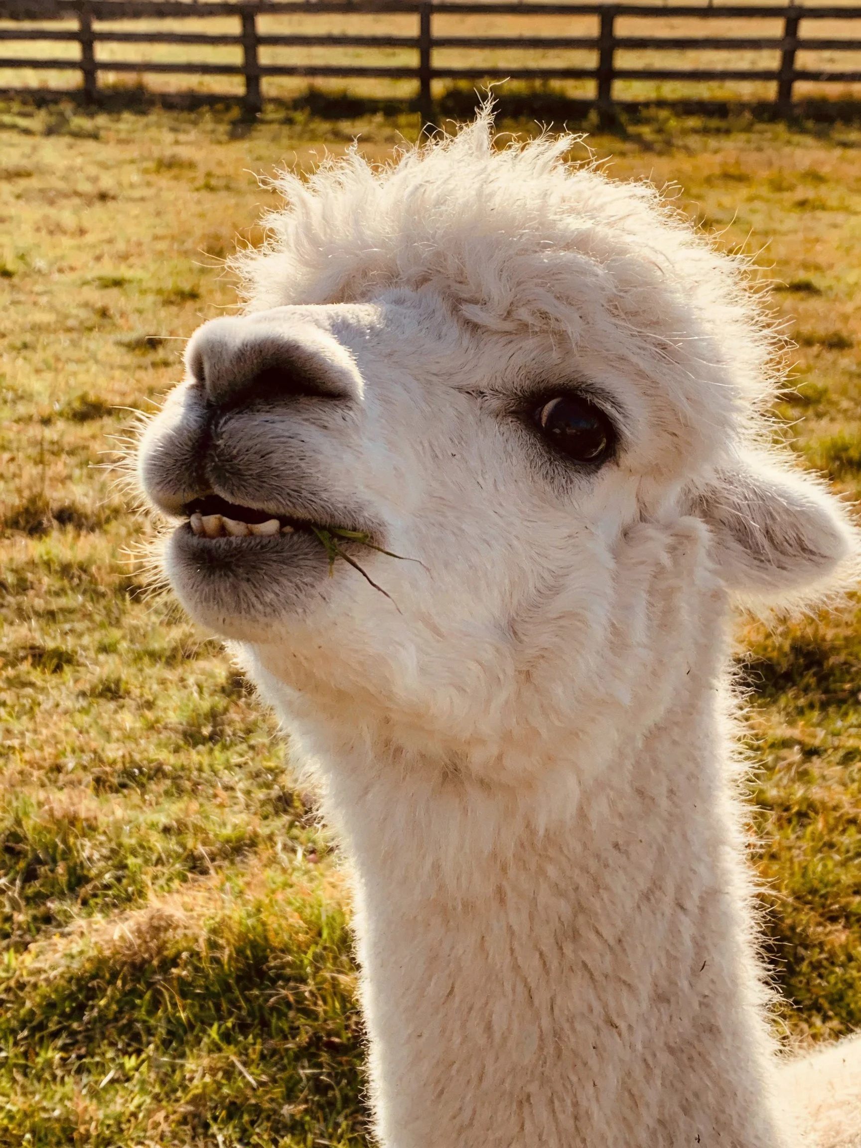 A fluffy white alpaca munching grass near a wooden fence