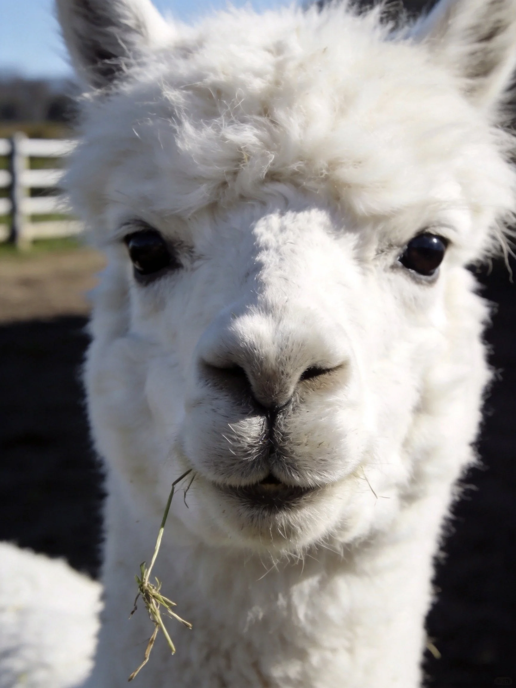 A fluffy white alpaca munching on hay outdoors