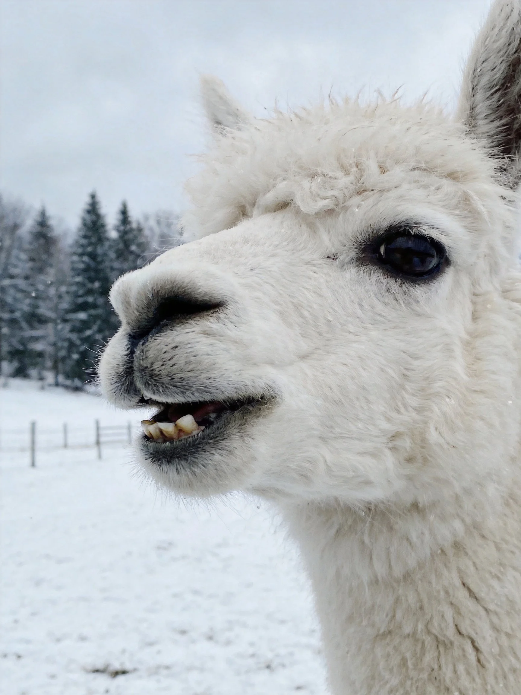 A fluffy white alpaca stands in a snow - covered field near evergreen trees