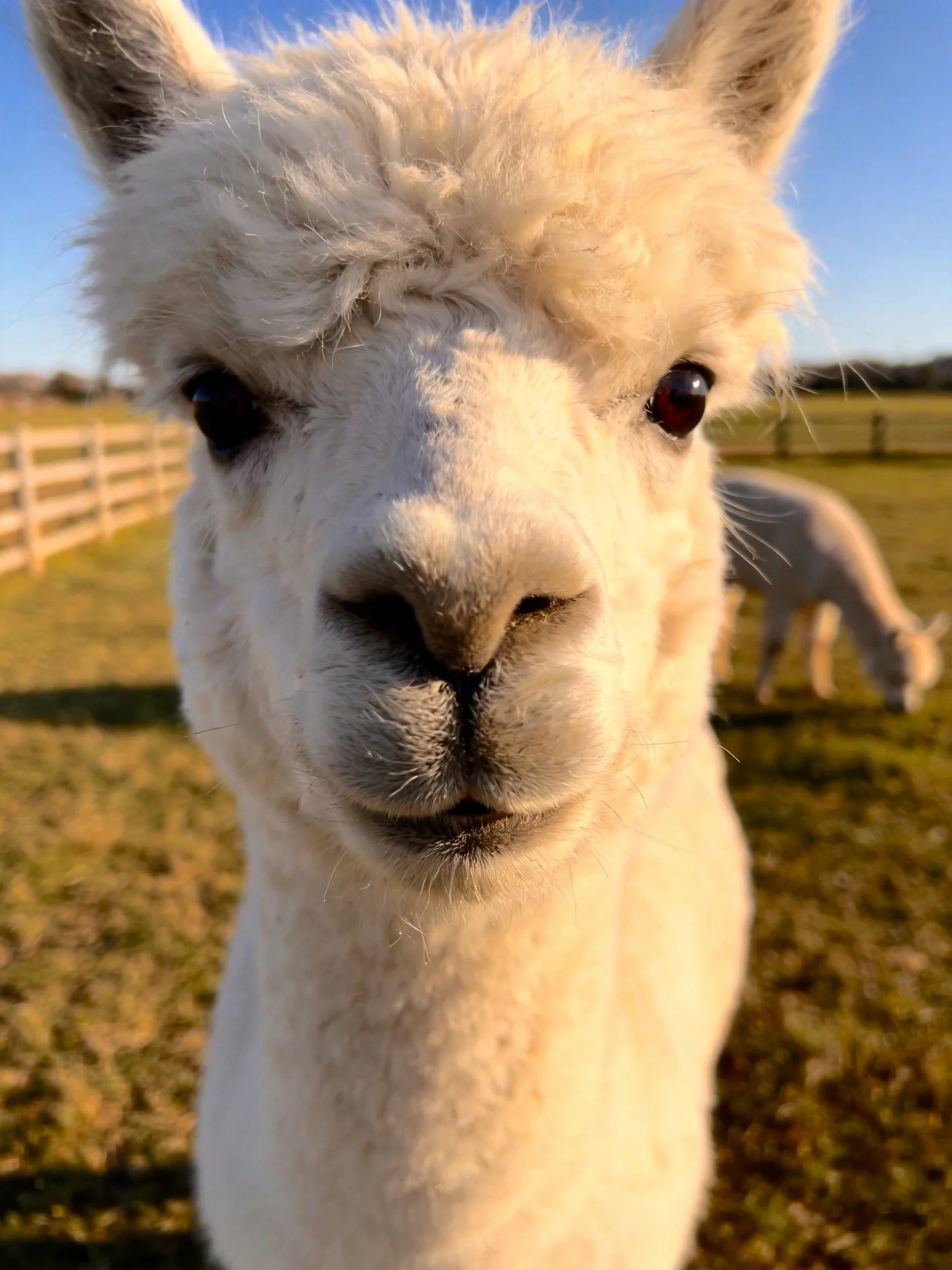 A fluffy white alpaca stares directly into the camera outdoors