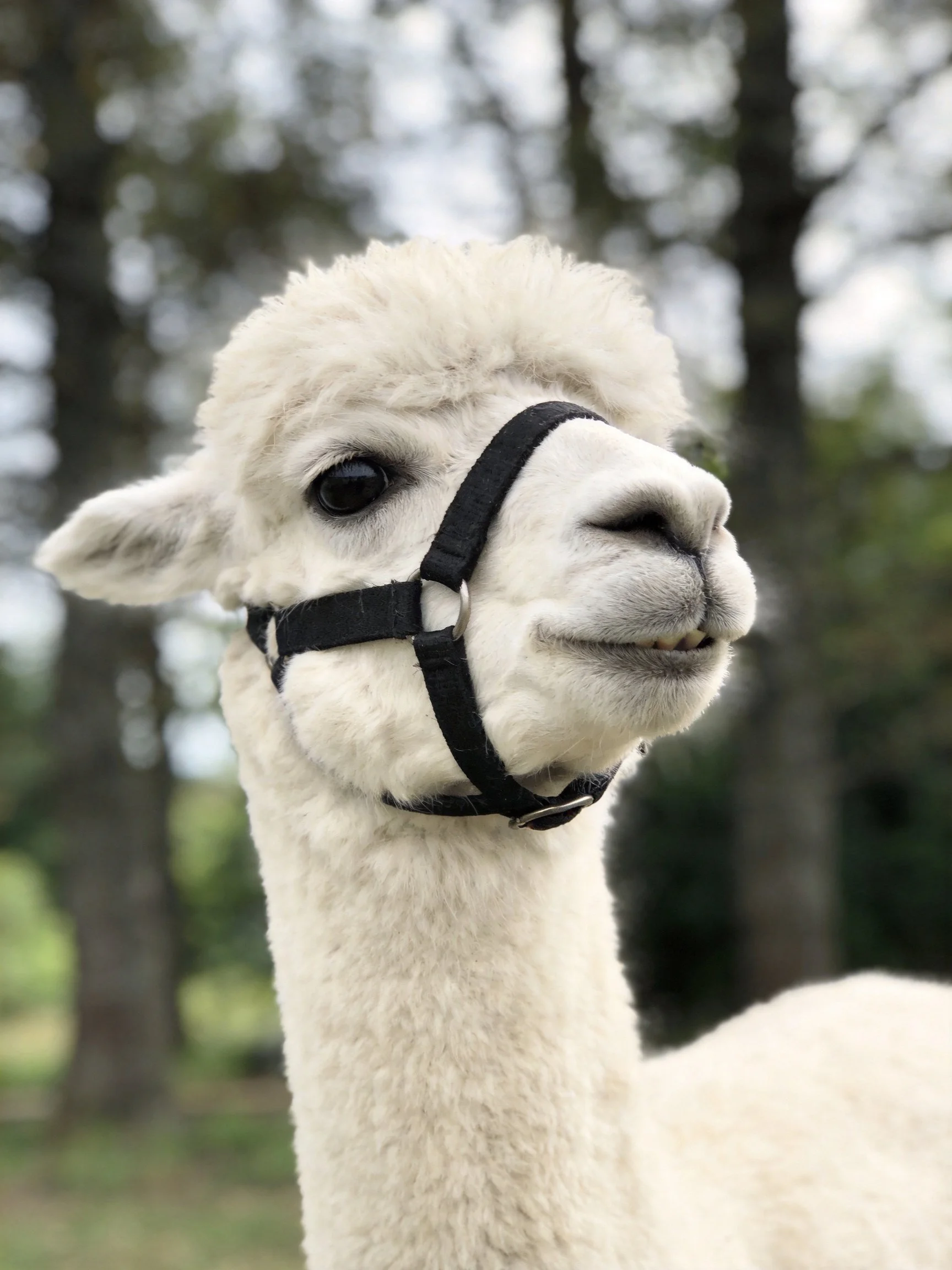 A fluffy white alpaca with a black halter in a wooded environment