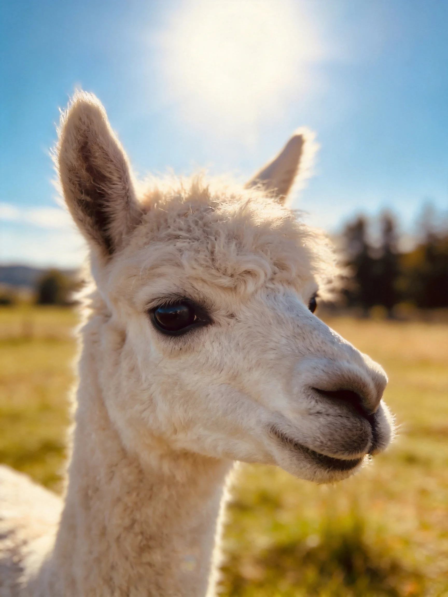 A fluffy white alpaca with curly fur in a sunlit field