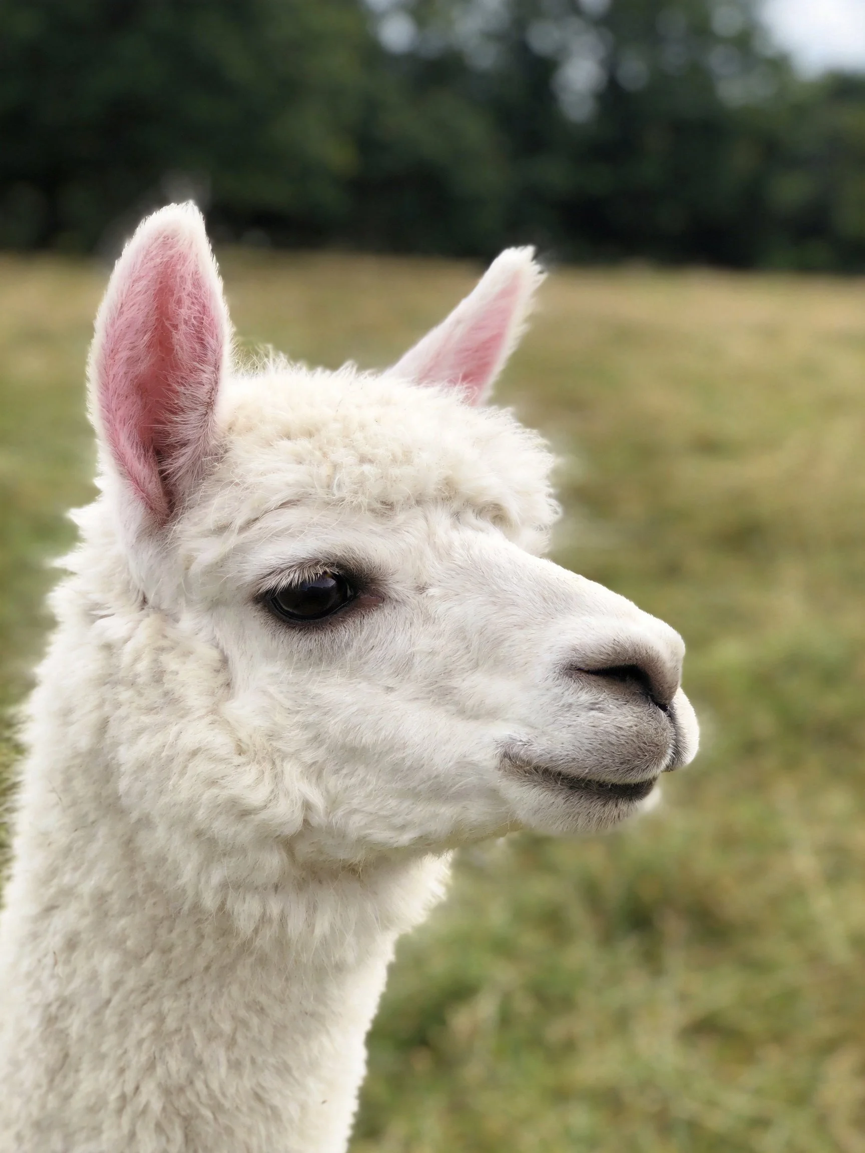 A fluffy white alpaca with pink ears in an open grassy field
