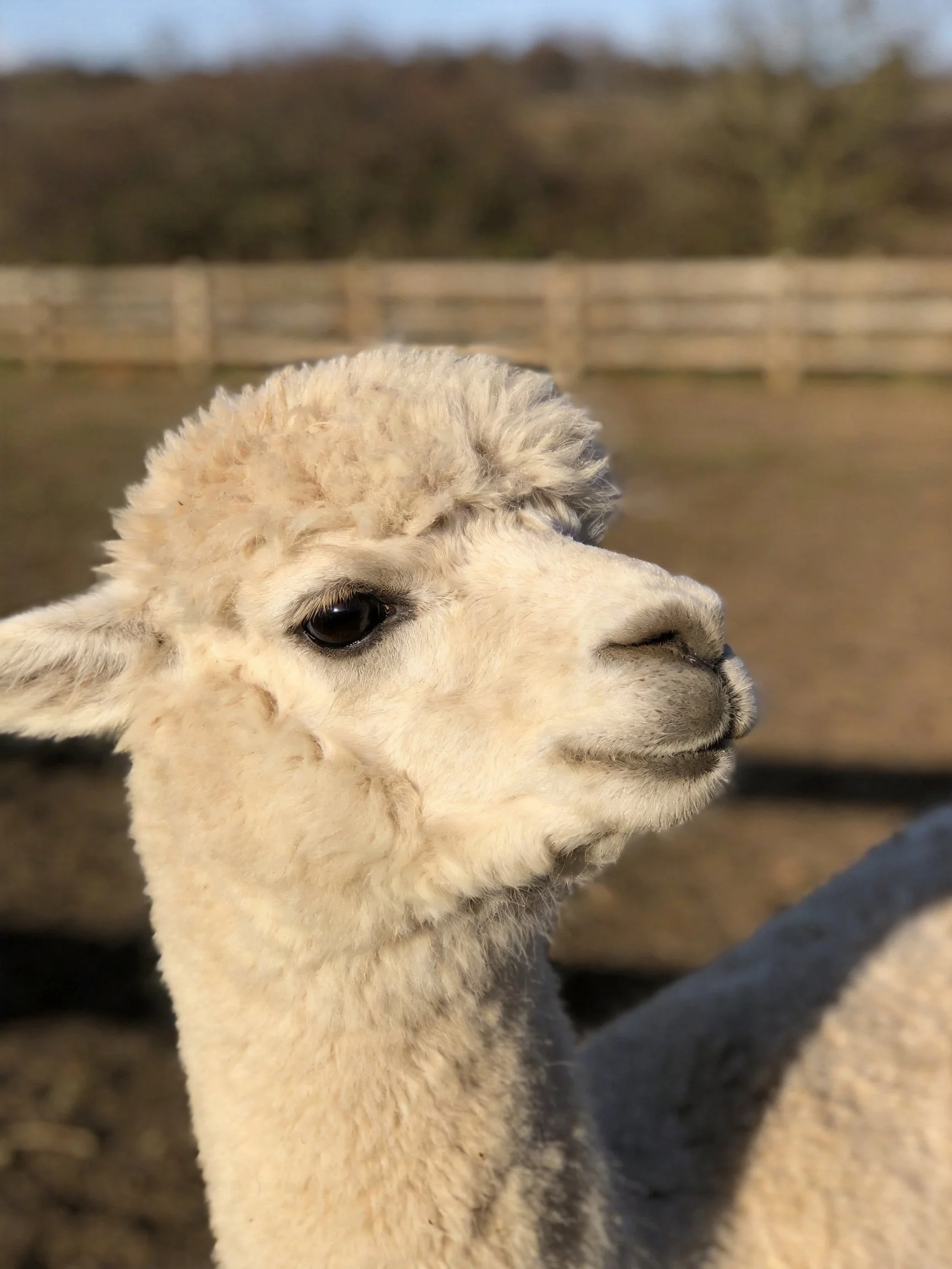 A fluffy white alpaca with soft fur near wooden fences