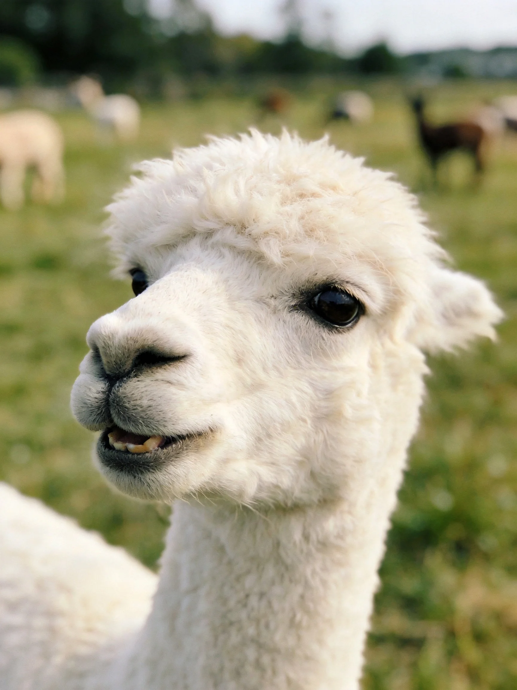 A fluffy white alpaca with thick fur in a sunlit green pasture