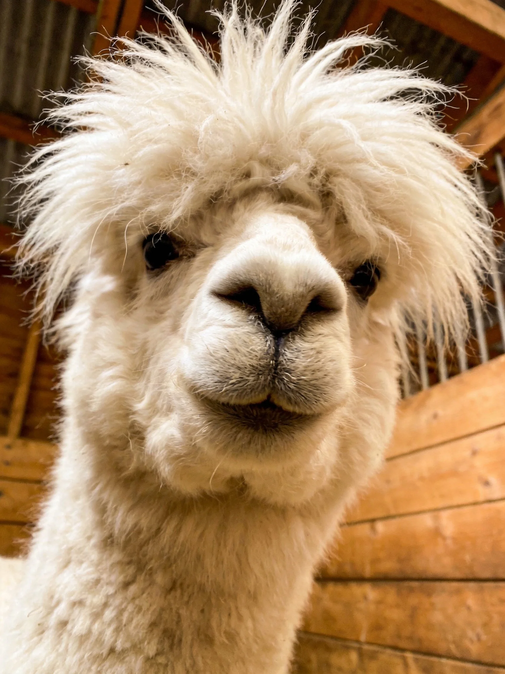 A fluffy white alpaca is photographed up close inside a wooden barn.