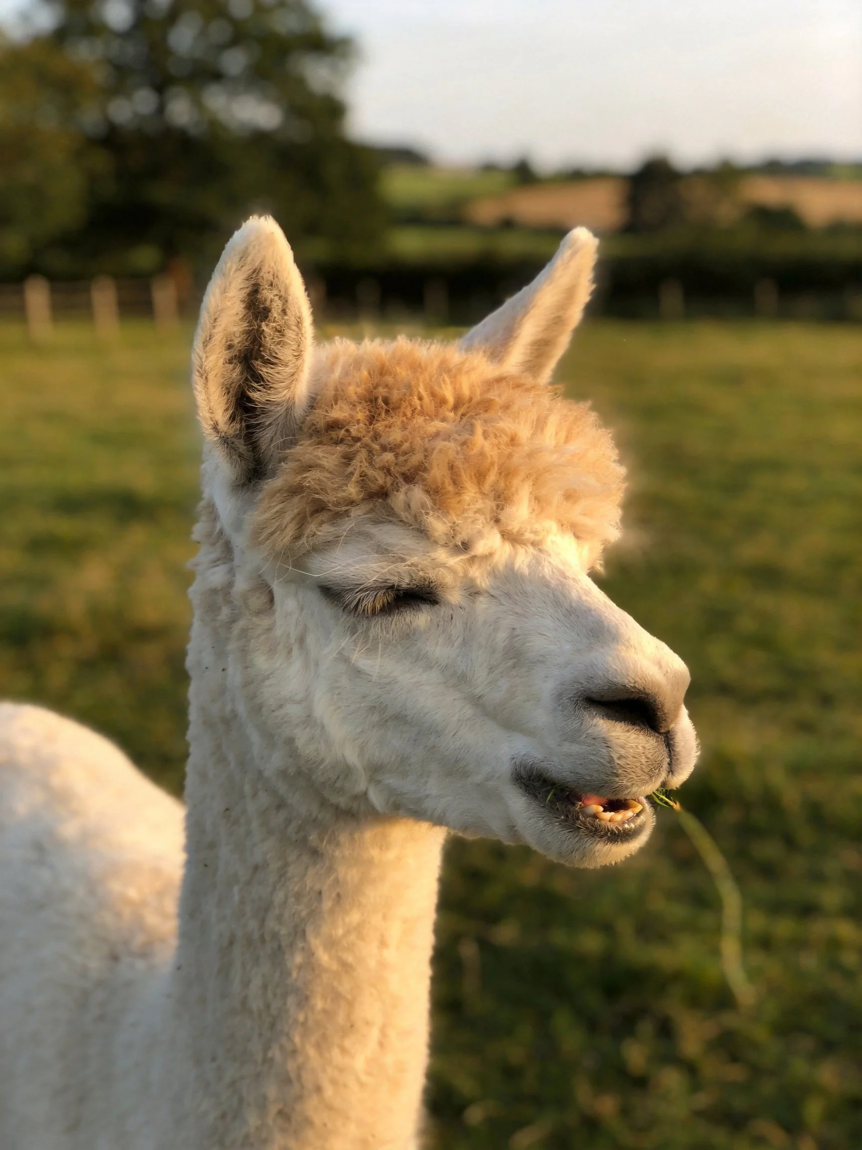 A fluffy white and tan alpaca grazing in a sunlit field