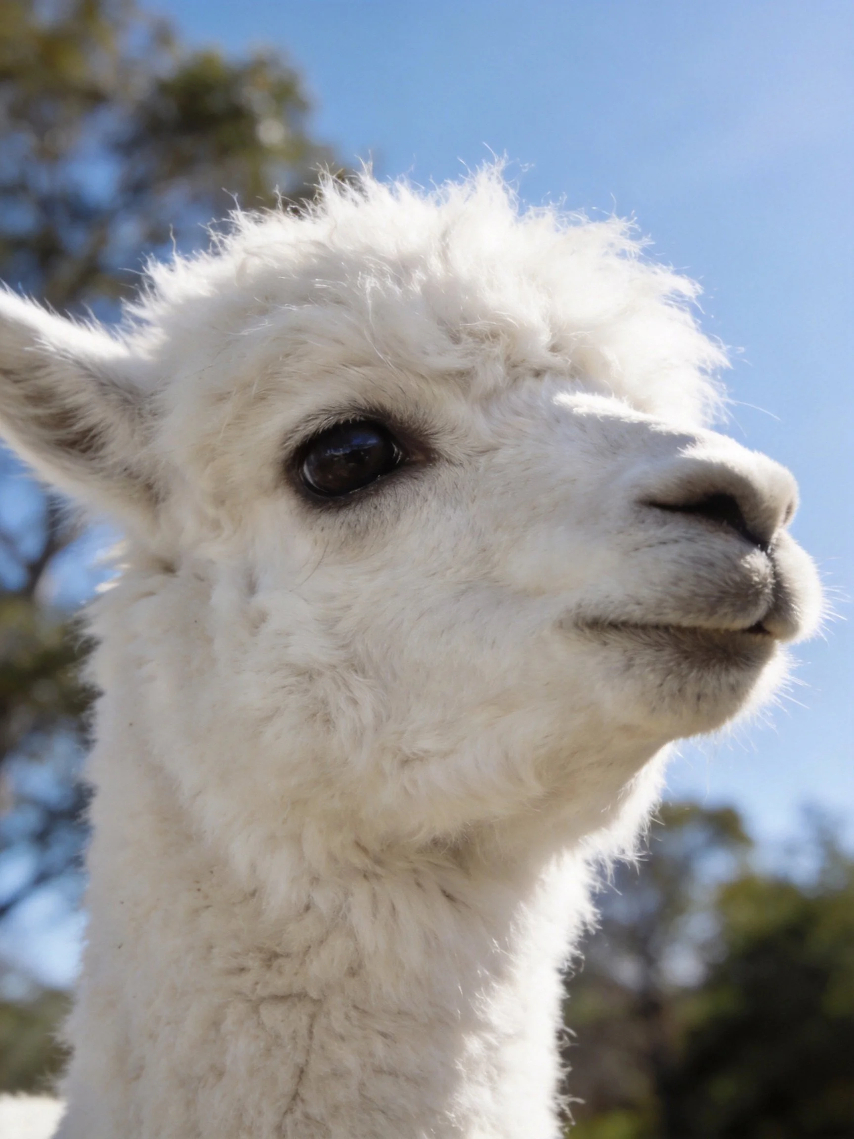 A fluffy white baby alpaca near green trees under clear blue sky