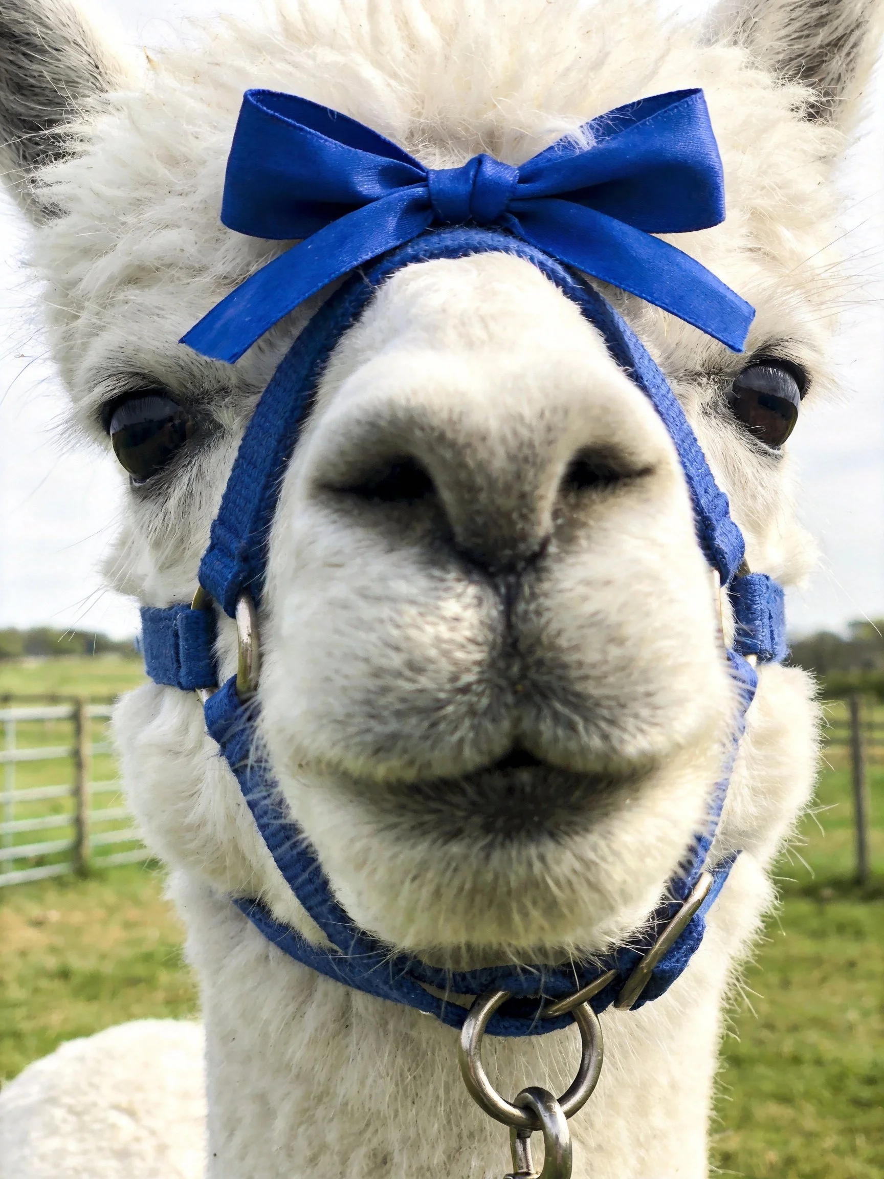 A fluffy white llama adorned with a vibrant blue harness and bow in a green pasture