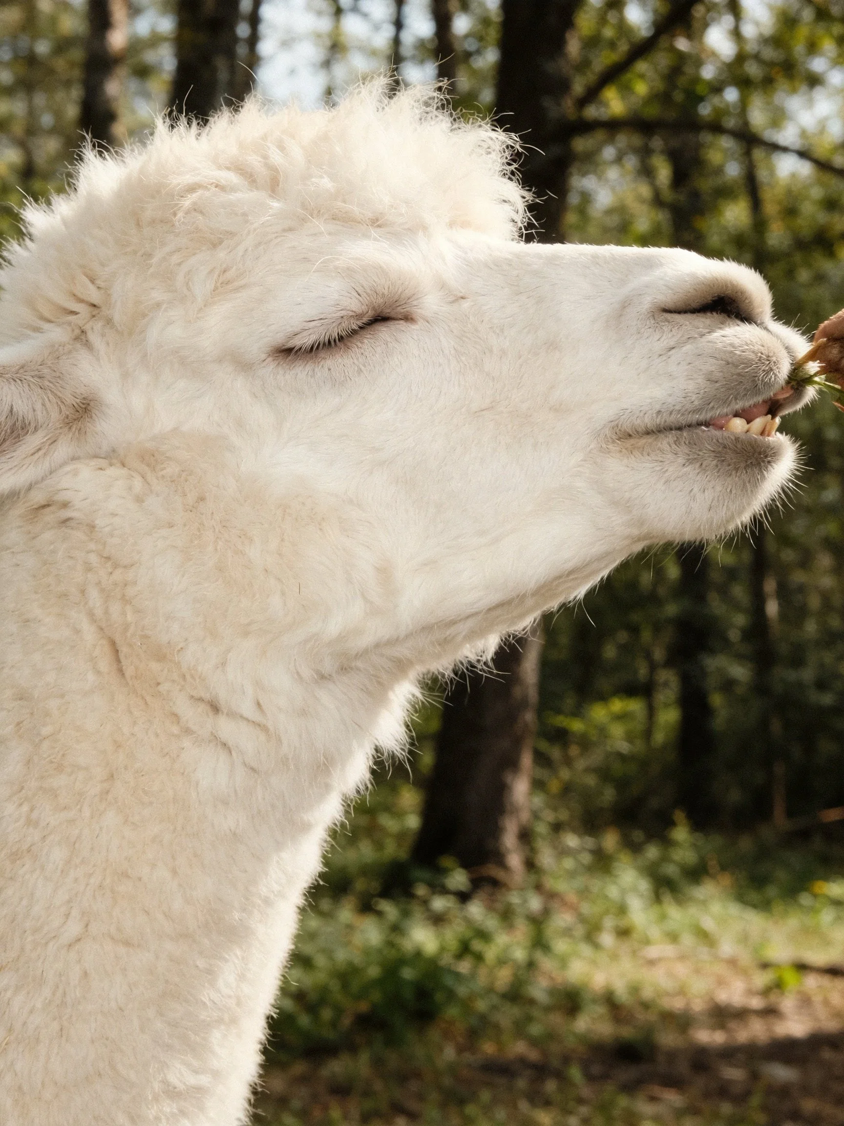 A fluffy white llama eats near a sun-dappled forest