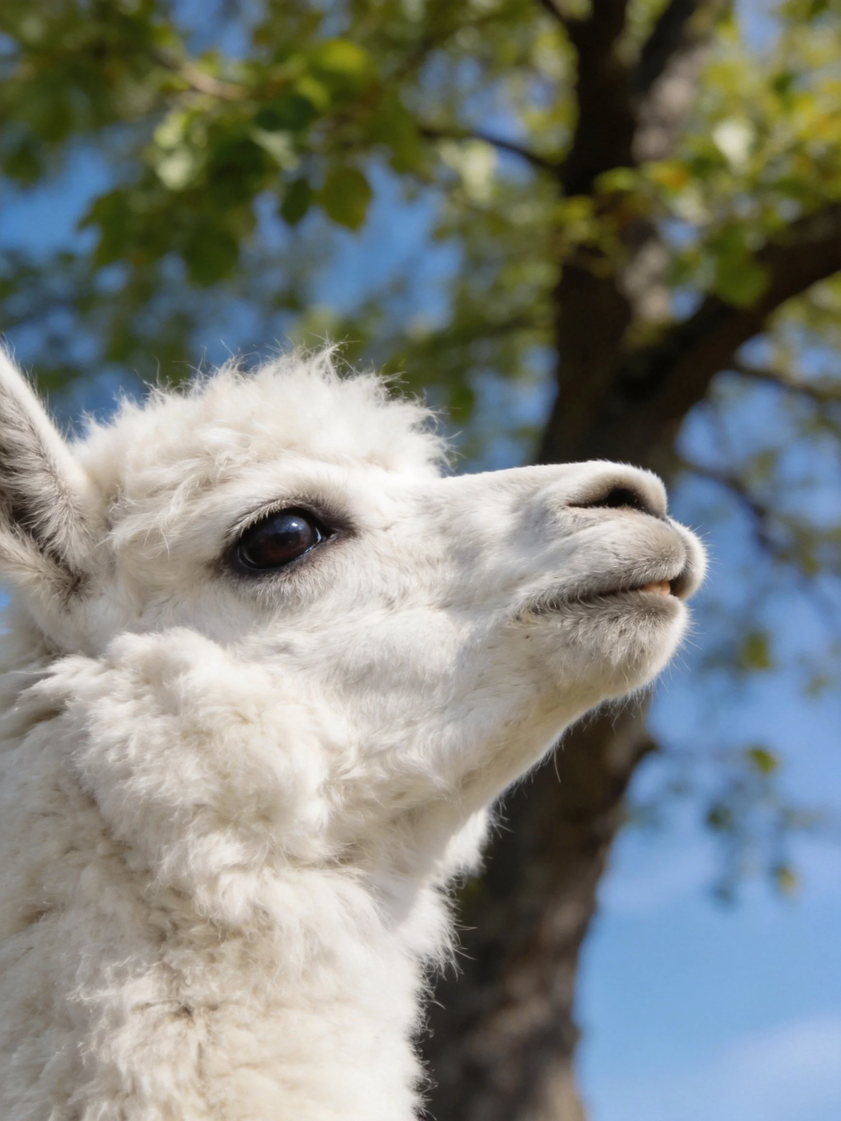 A fluffy white llama gazes upward near a leafy tree with bright blue sky