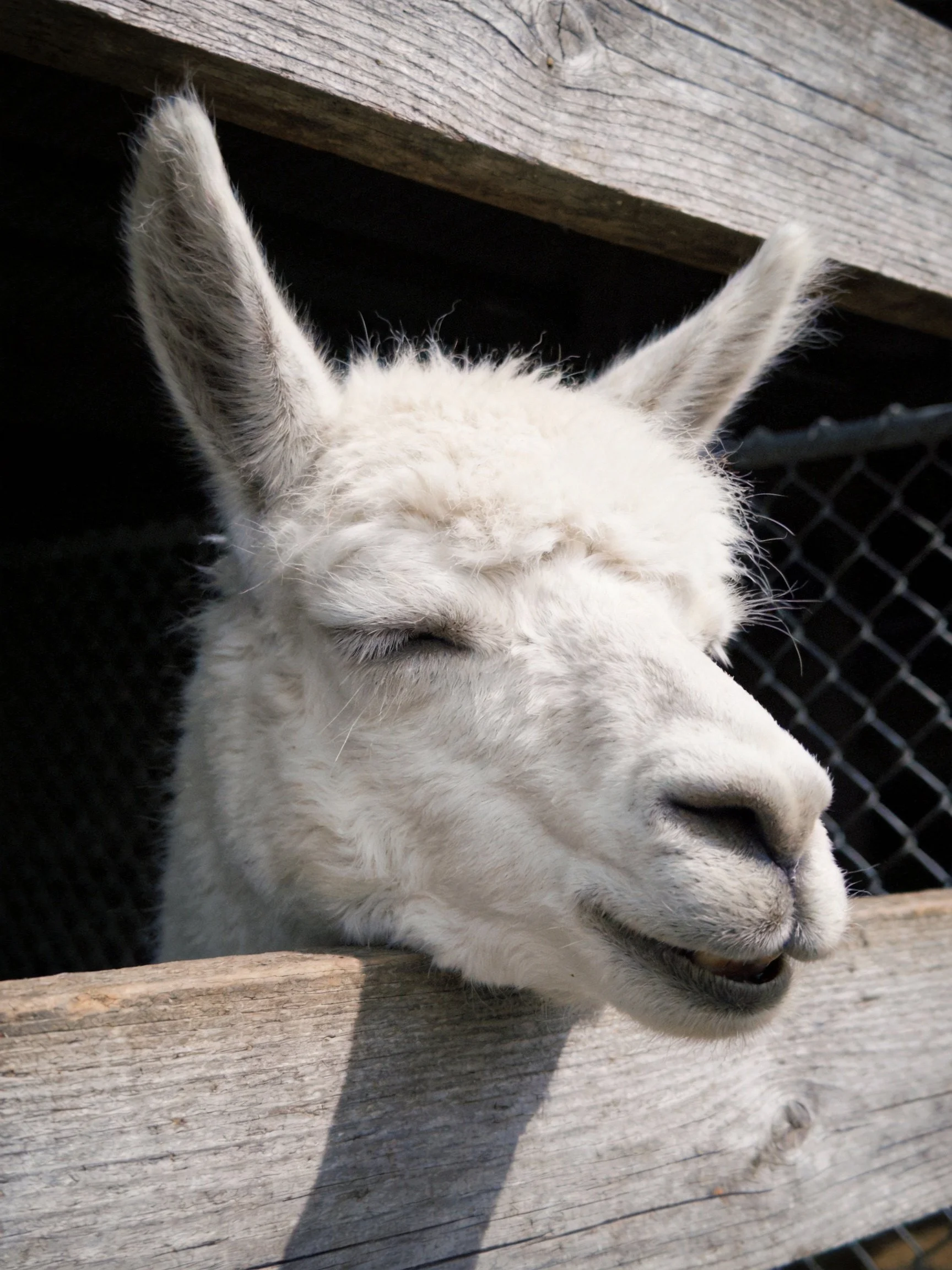 A fluffy white llama peeks over a weathered wooden fence