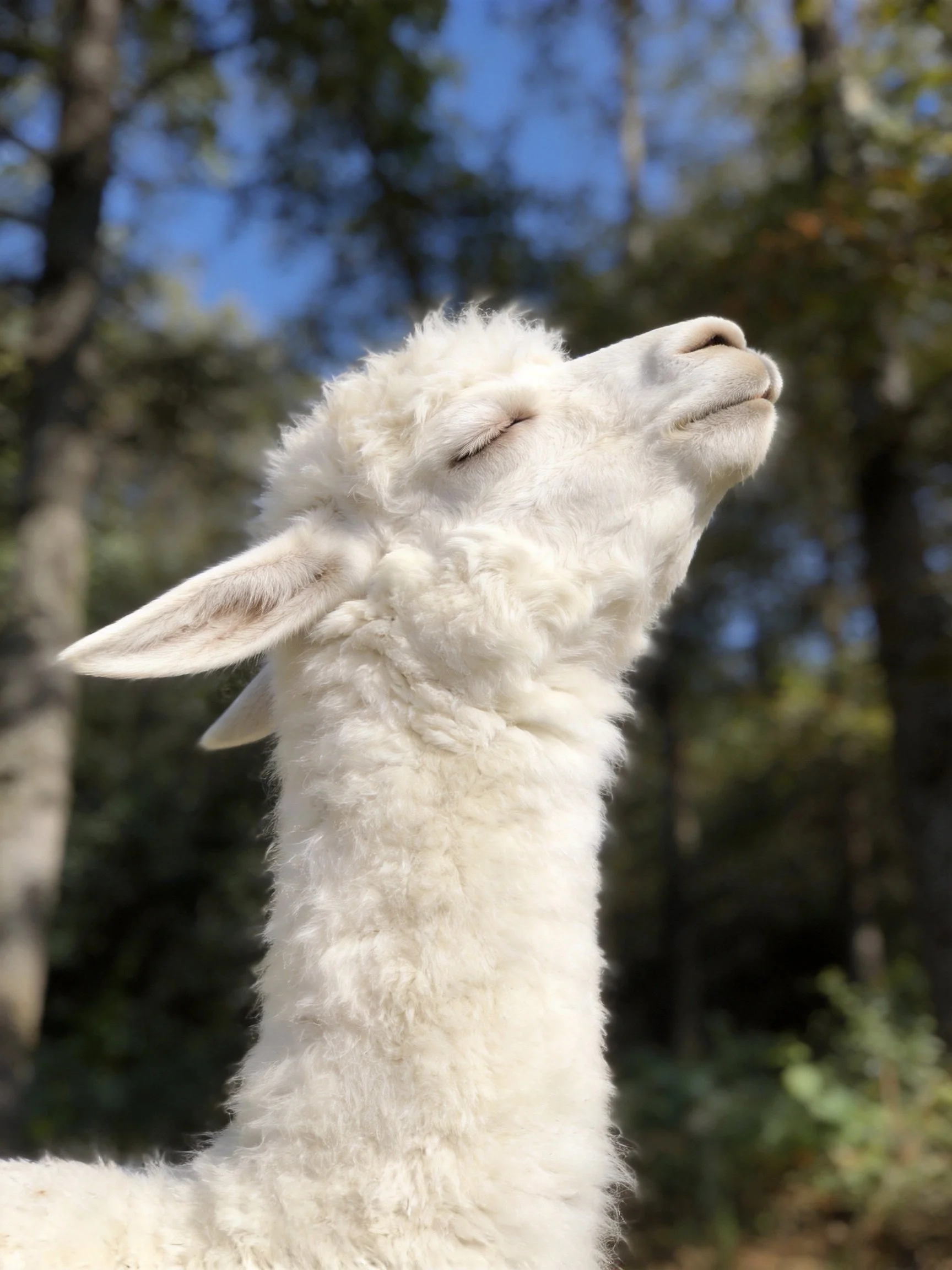 A fluffy white llama relaxes in a wooded area with closed eyes