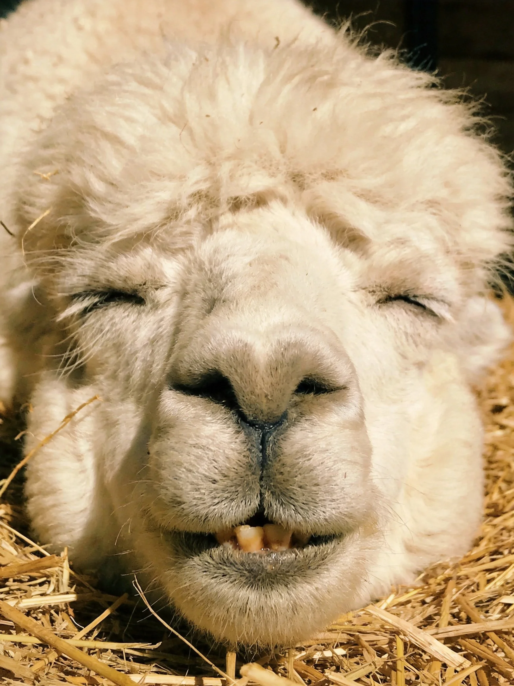 A fluffy white llama resting contentedly on golden straw