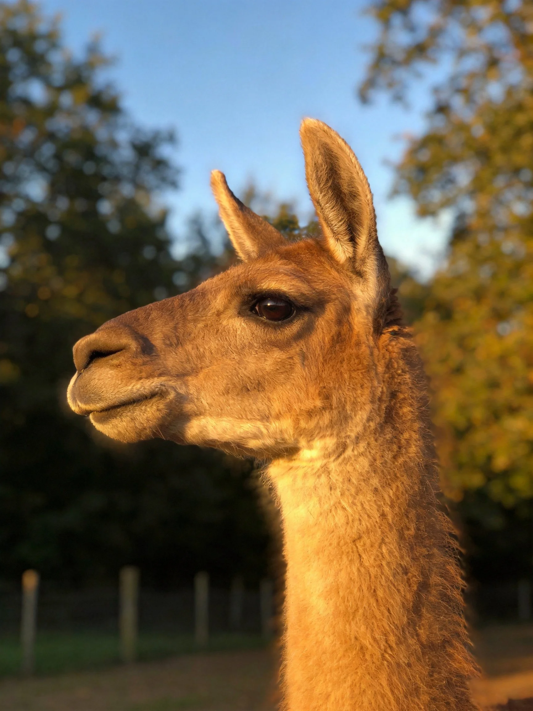 A golden-brown guanaco stands profiled against a sunlit forest backdrop
