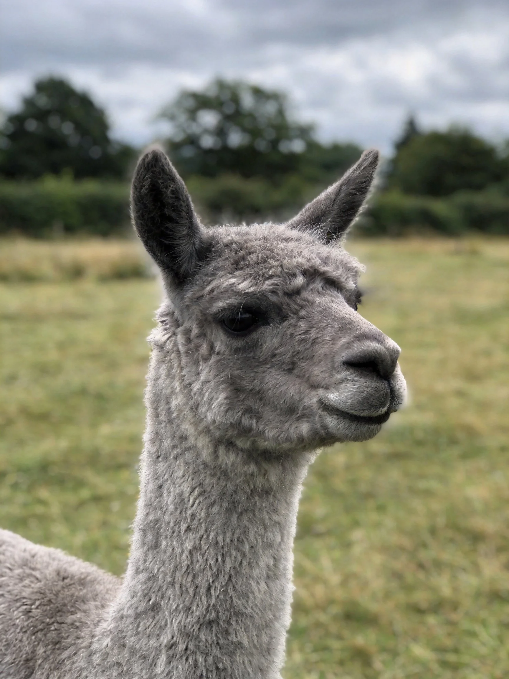 A gray alpaca stands in a grassy field with trees and cloudy sky