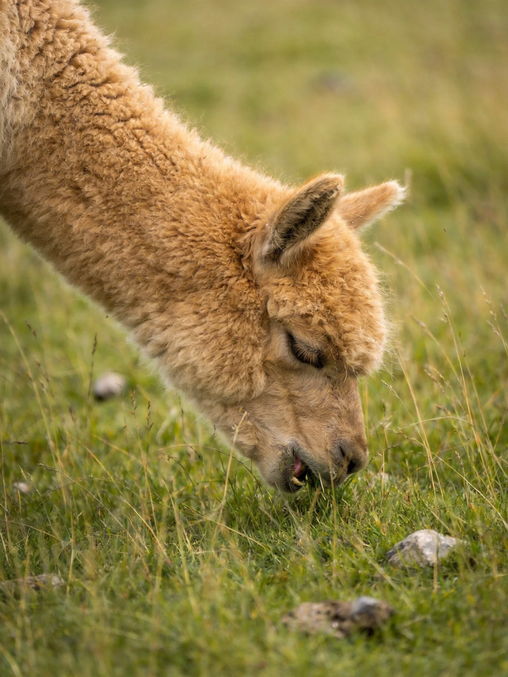 A light brown alpaca grazes in a sunlit field of tall green grass