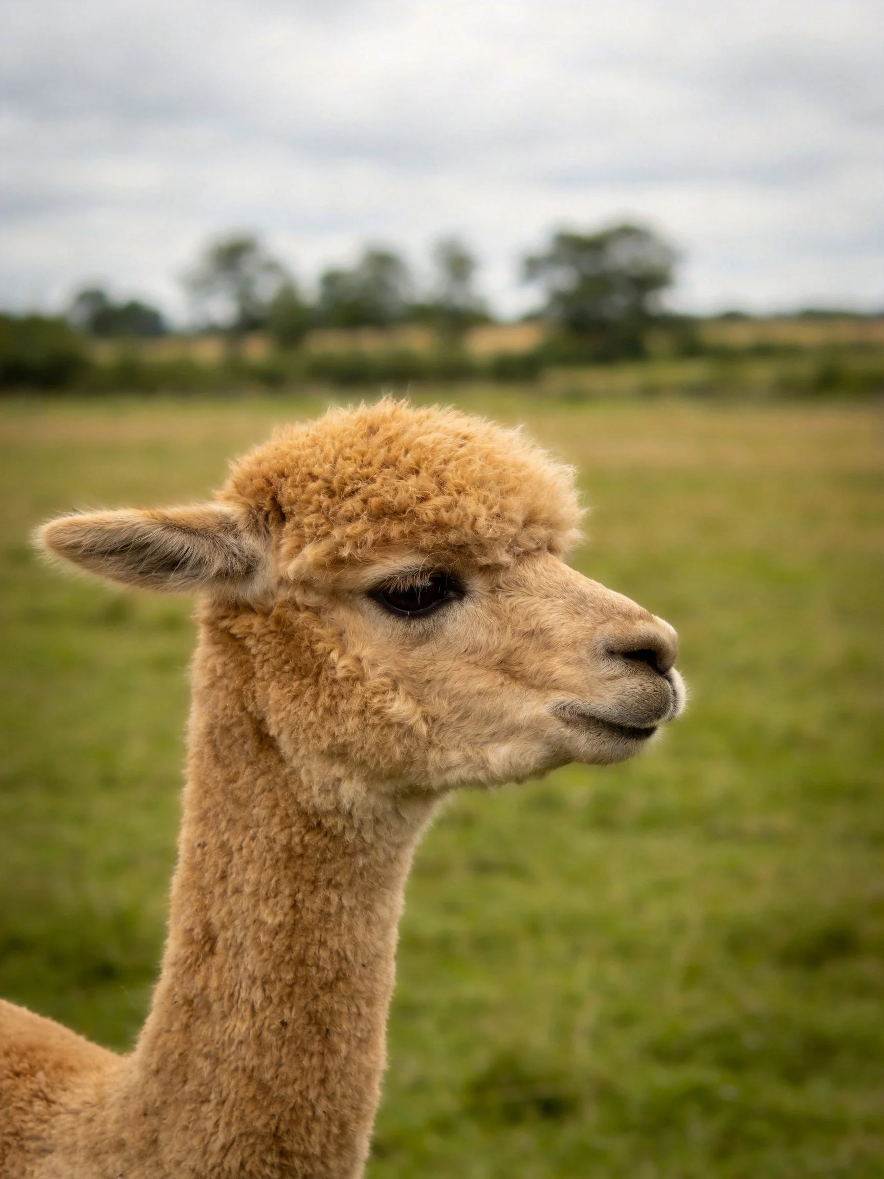 A light-brown alpaca stands in a lush green meadow with distant trees