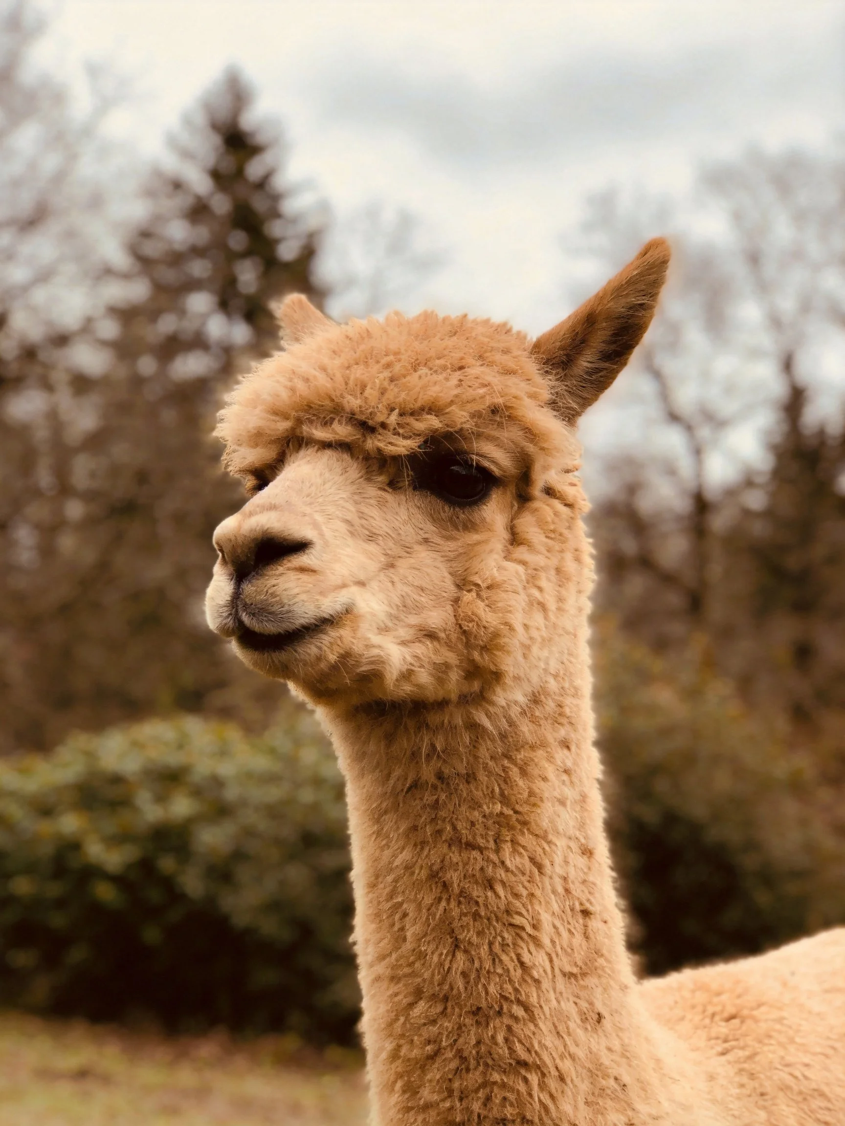 A light brown alpaca with thick, curly fur in a natural landscape