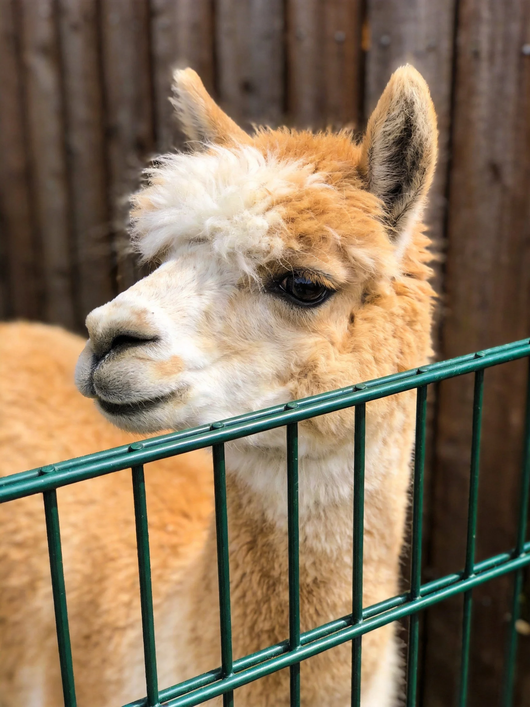 A light-brown and white alpaca near a green metal fence with a wooden backdrop