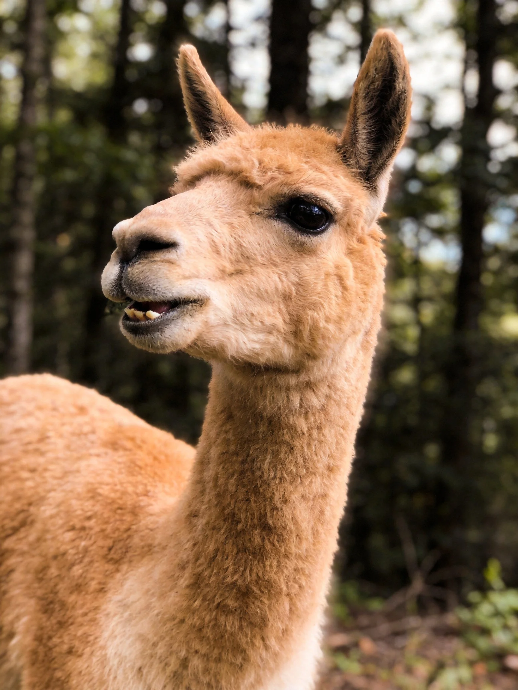 A light brown llama stands amid tall dark green trees with soft natural lighting