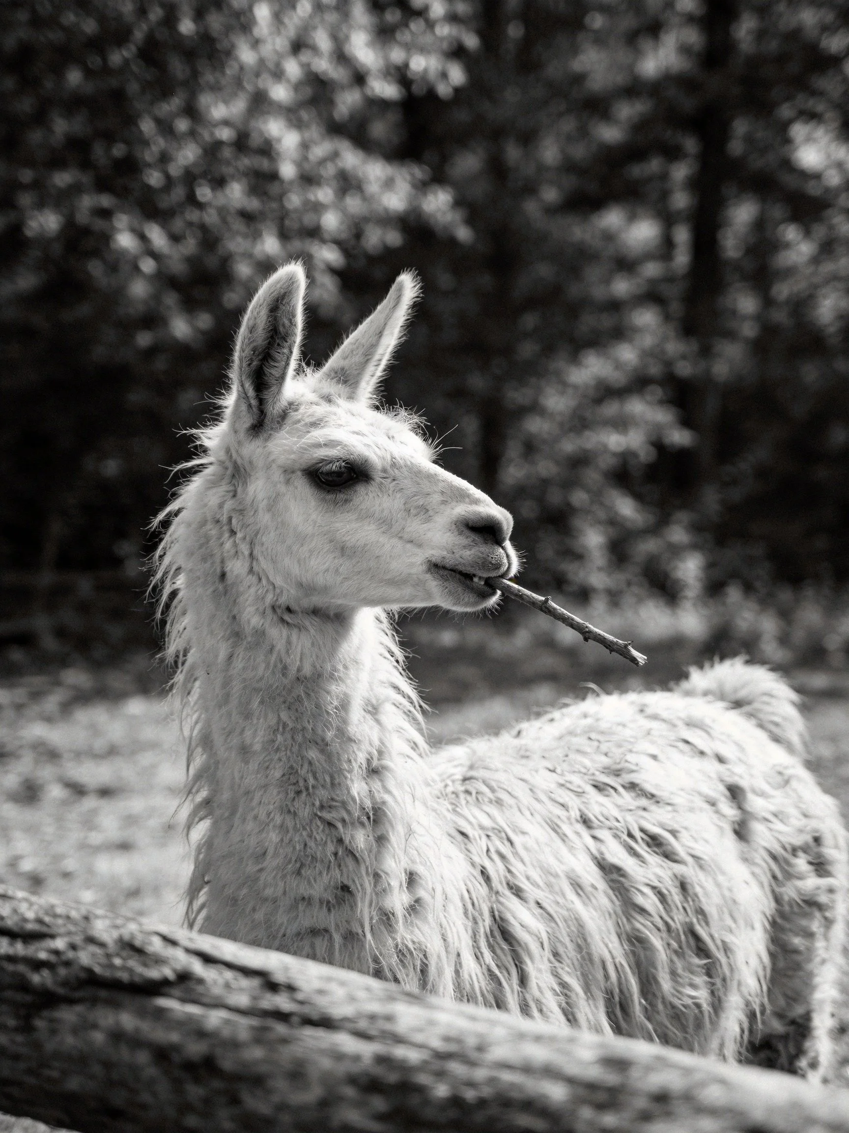 A llama with a twig in its mouth near a wooden fence in a forested area