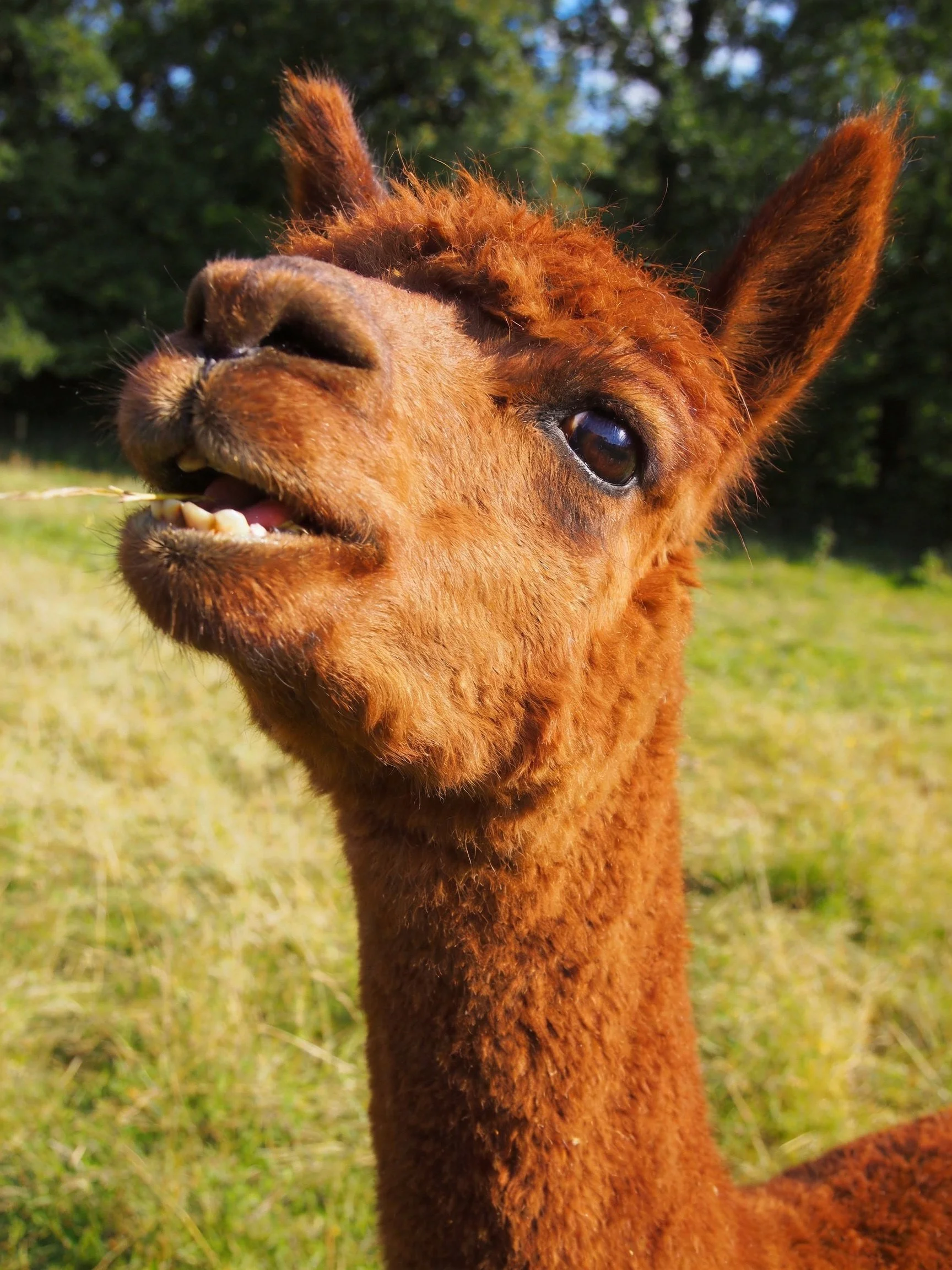 A reddish-brown alpaca munching grass in a sunlit grassy field