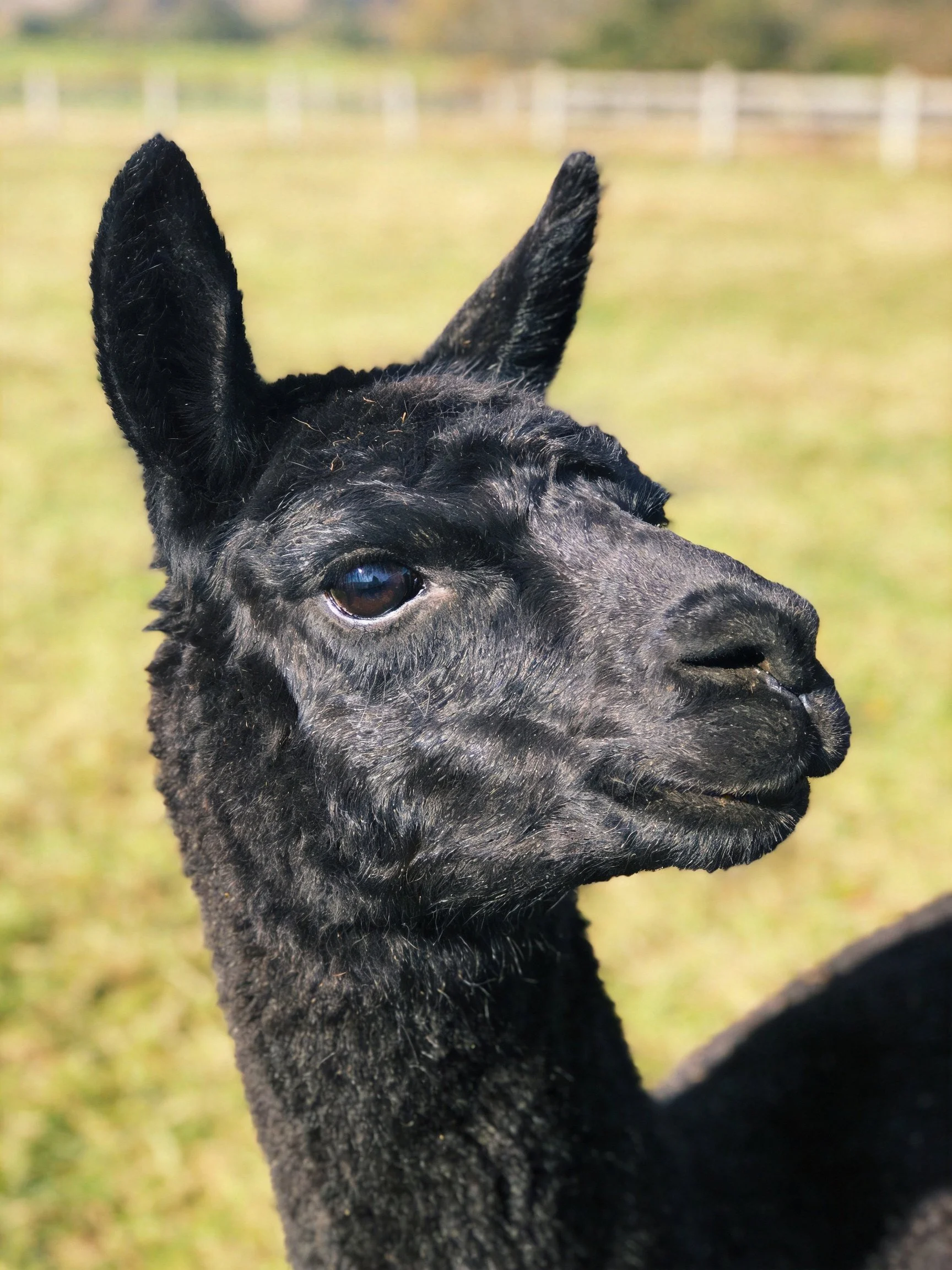 A sleek black alpaca in a sunlit grassy field