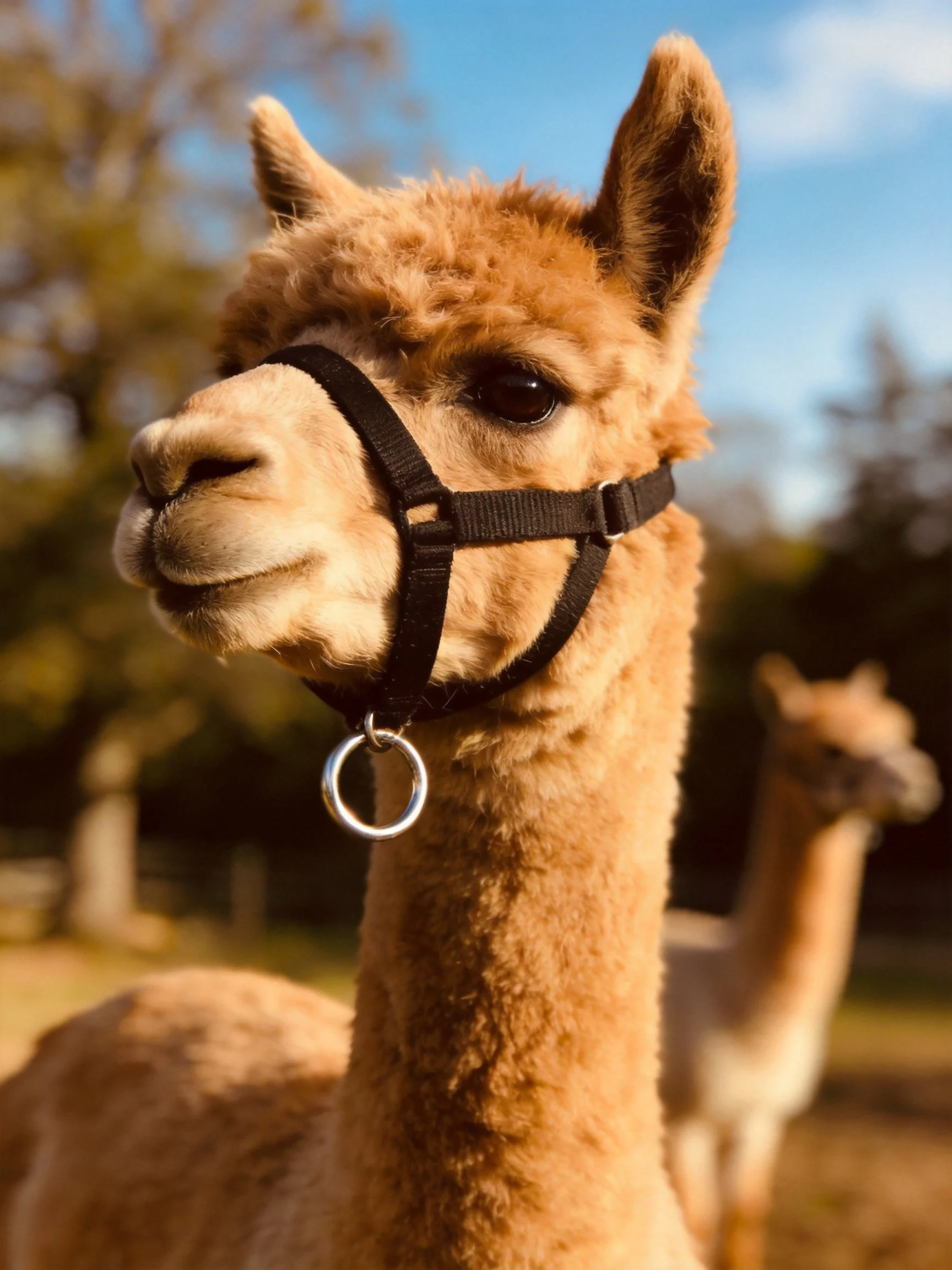 A tan alpaca with a black halter near another alpaca outdoors