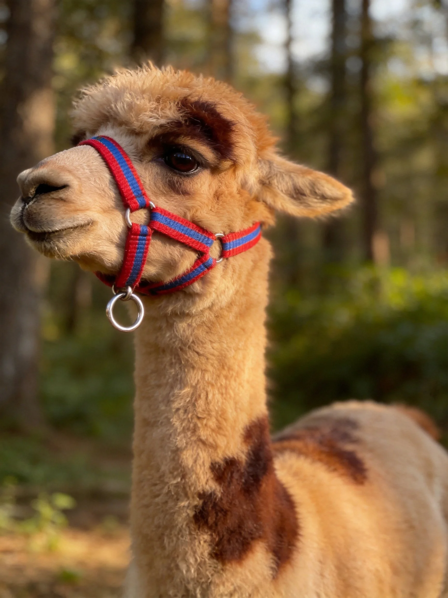 A tan and brown alpaca with a red-blue halter in a wooded setting