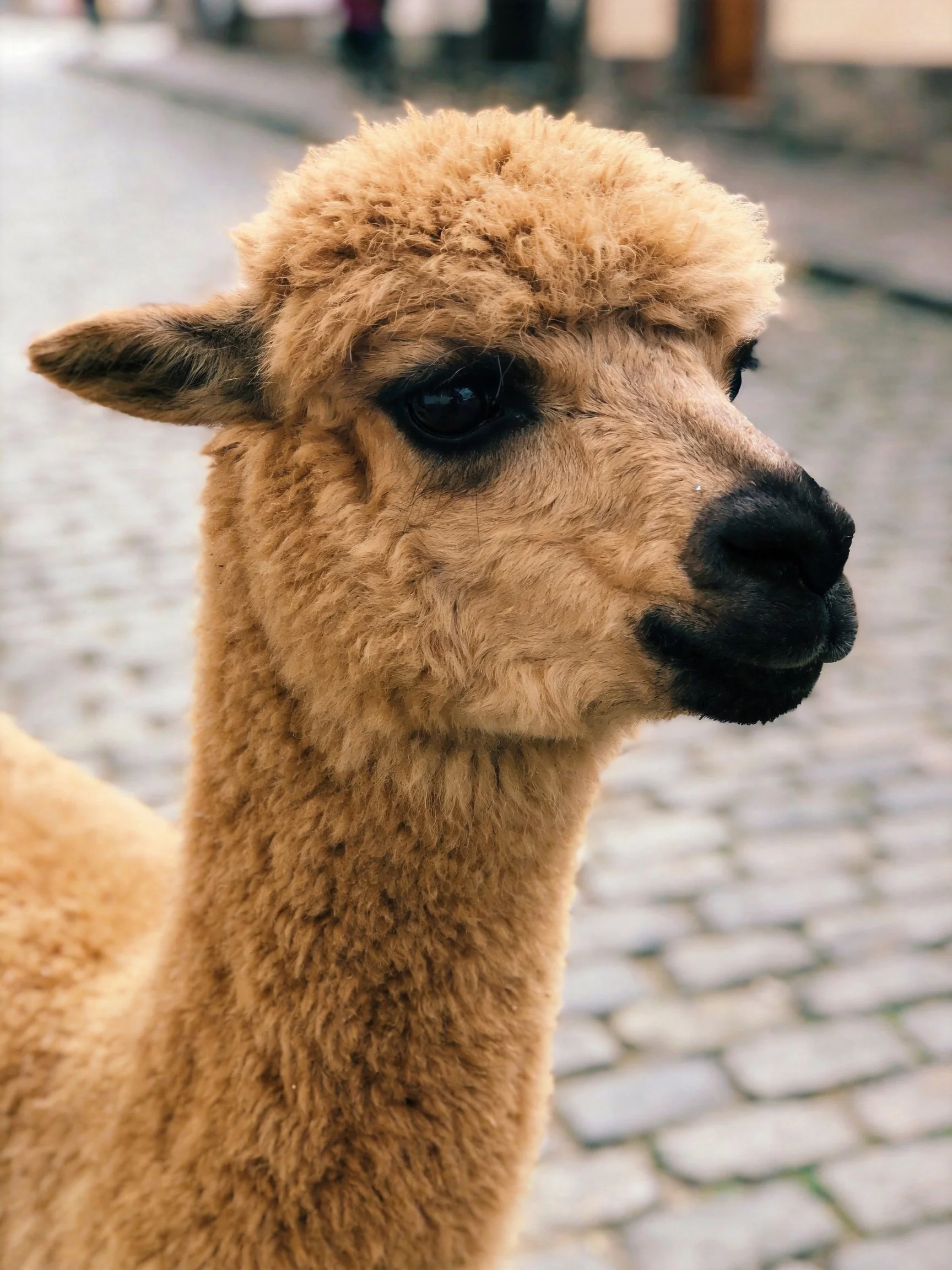 A tan - coated alpaca with dark eyes on cobblestone pavement