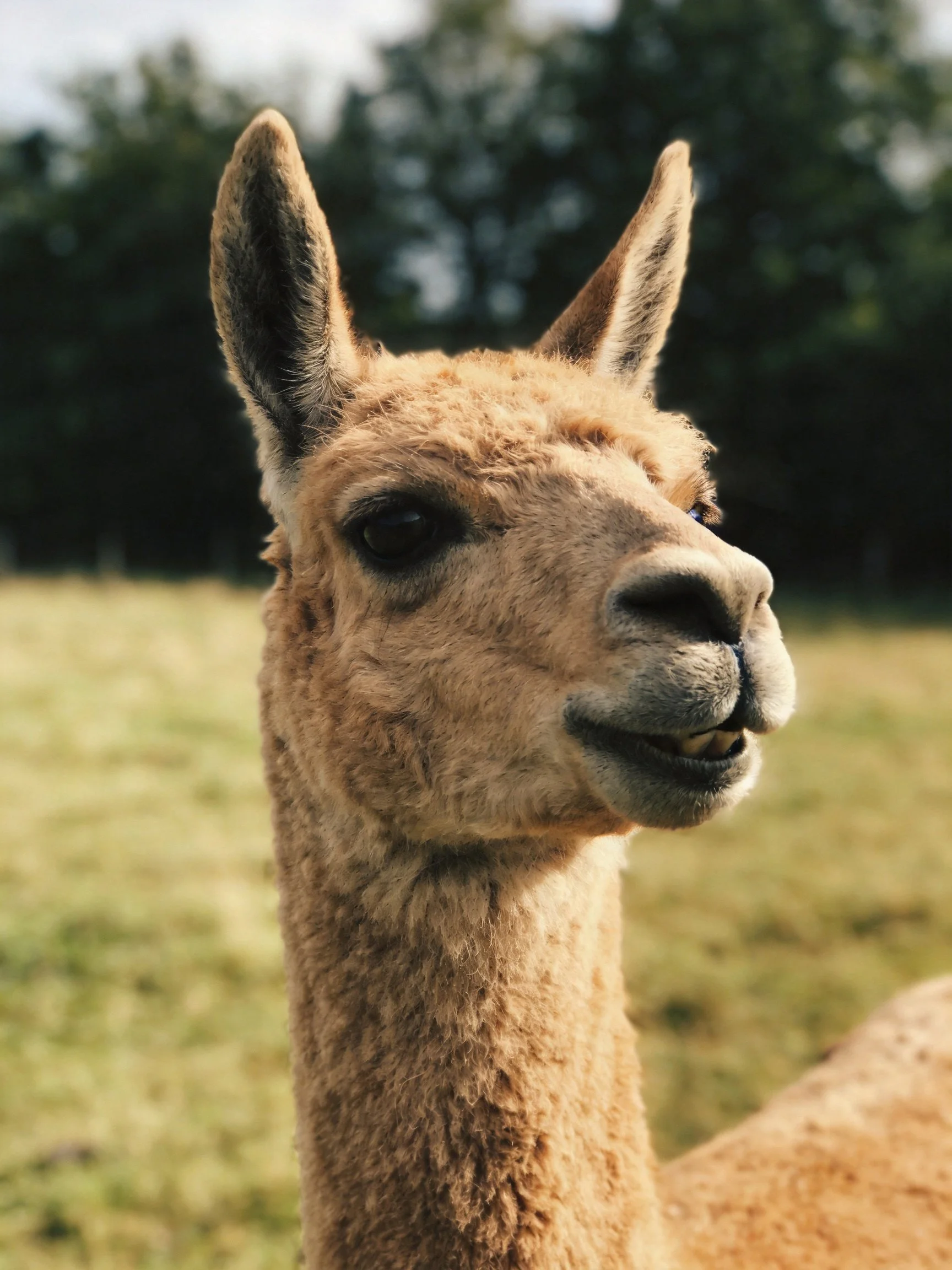 A tan-furred llama gazes curiously in a sunlit meadow