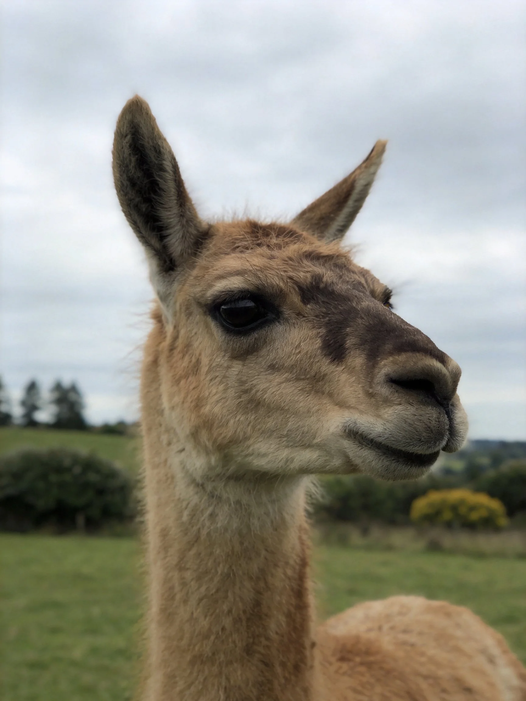 A tan-furred young llama gazes calmly in an open field