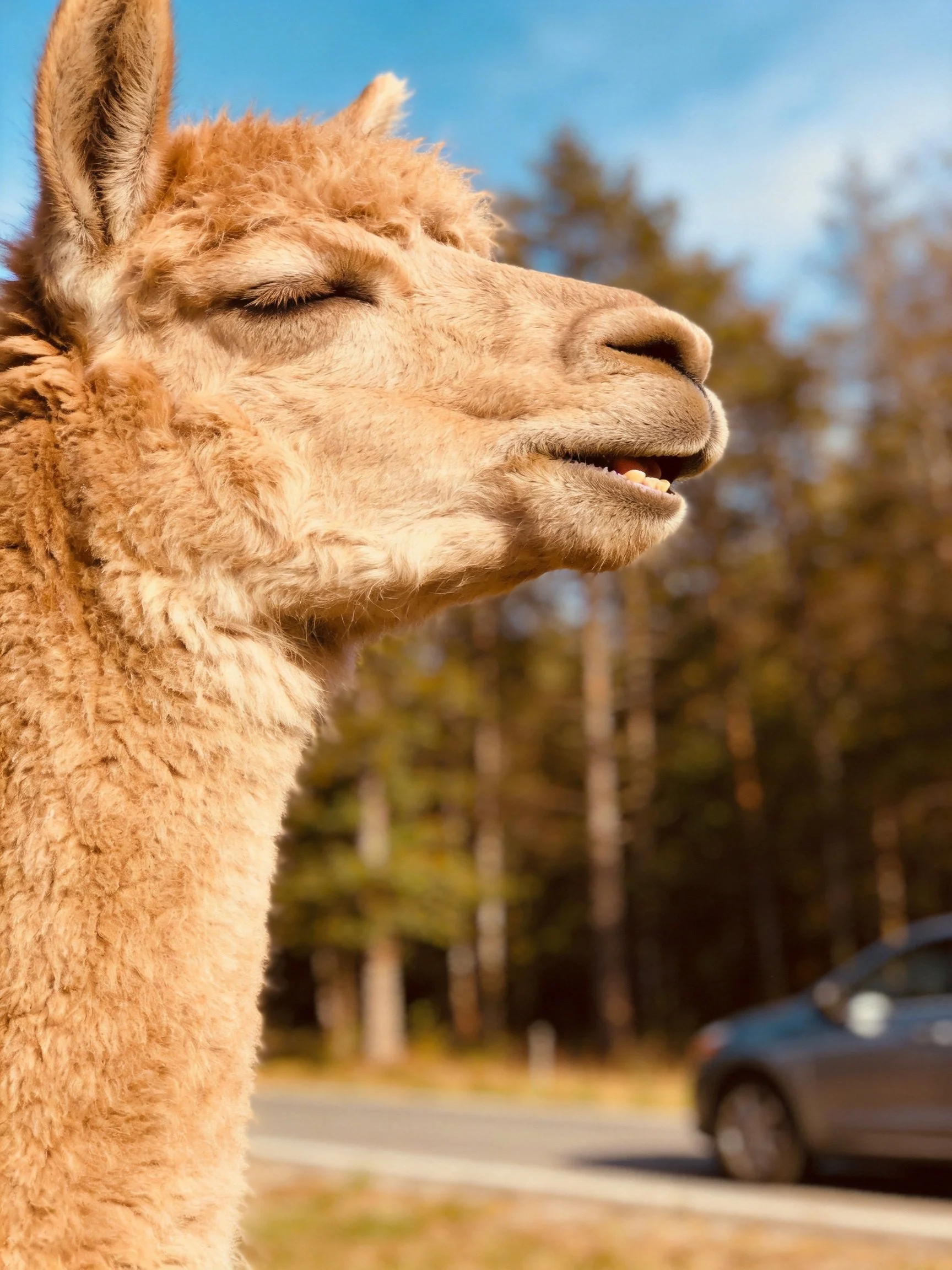 A tan llama with soft, curly fur near a forested roadside