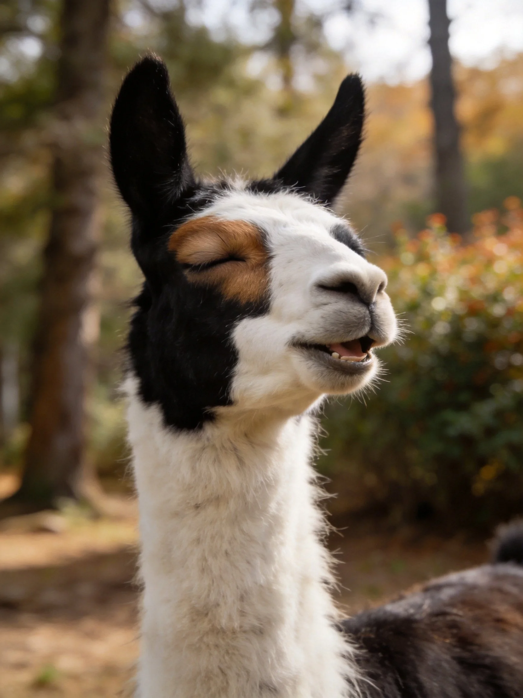 A tricolor llama with black, white, and brown markings in a forested setting