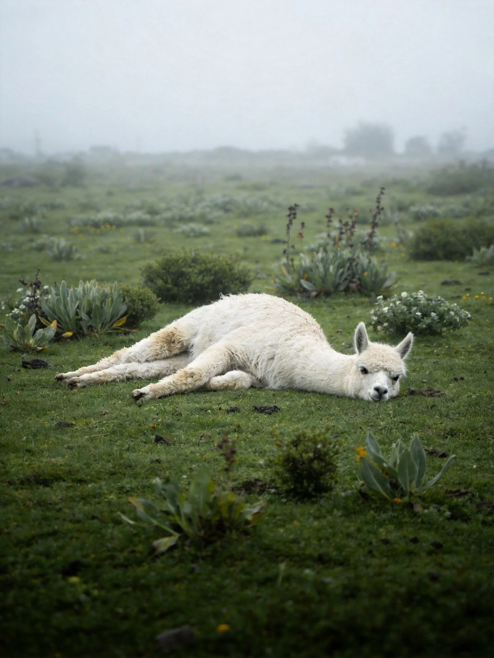 A white llama rests on green grass in a foggy vegetated landscape