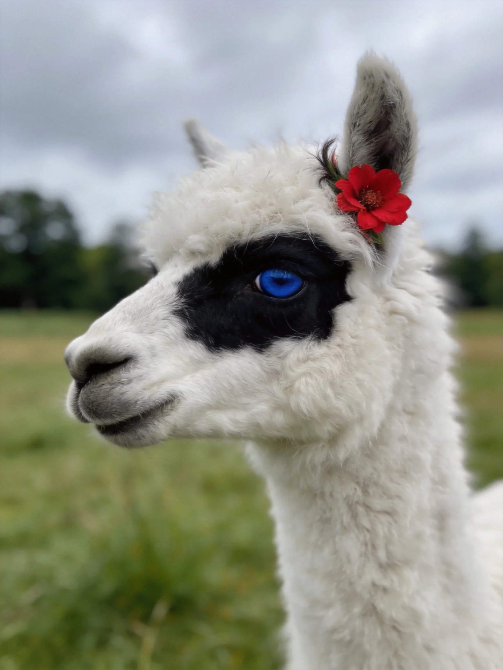 A white llama with black facial markings, bright blue eyes, and a red flower