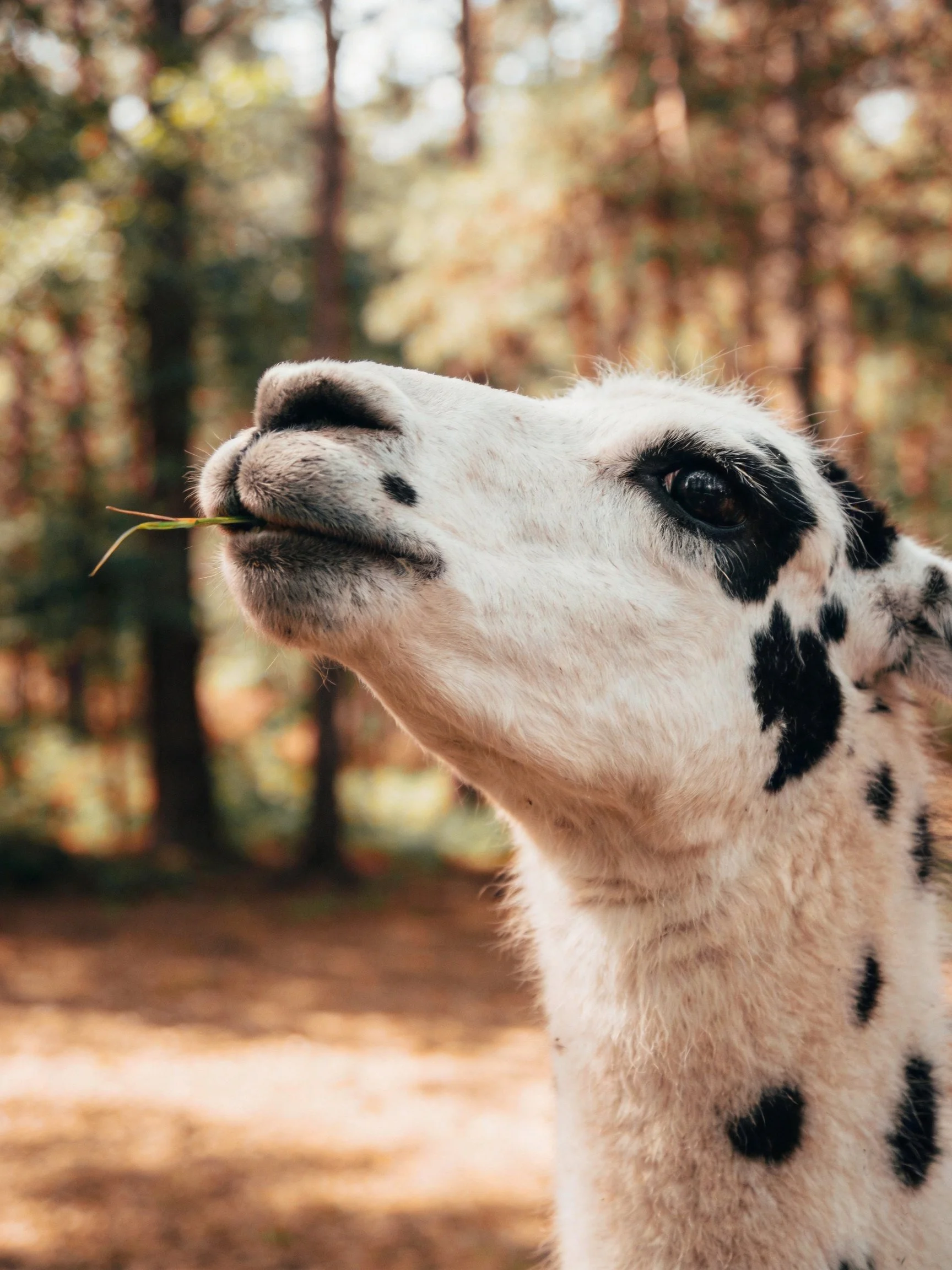 A white llama with black spots munching grass in a sun-dappled forest