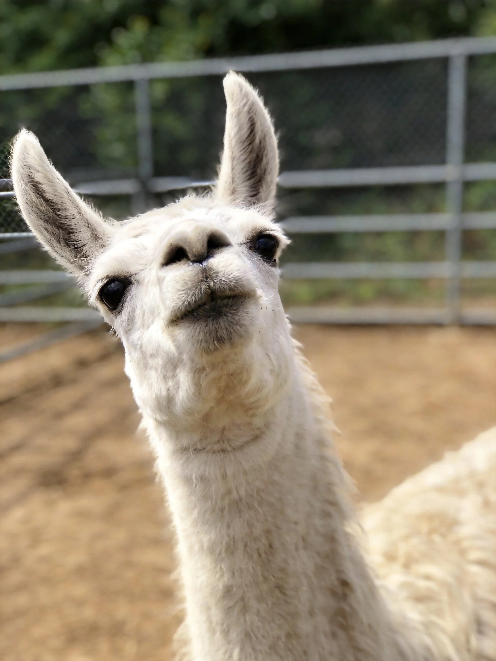 A white llama with upright ears in an outdoor enclosure