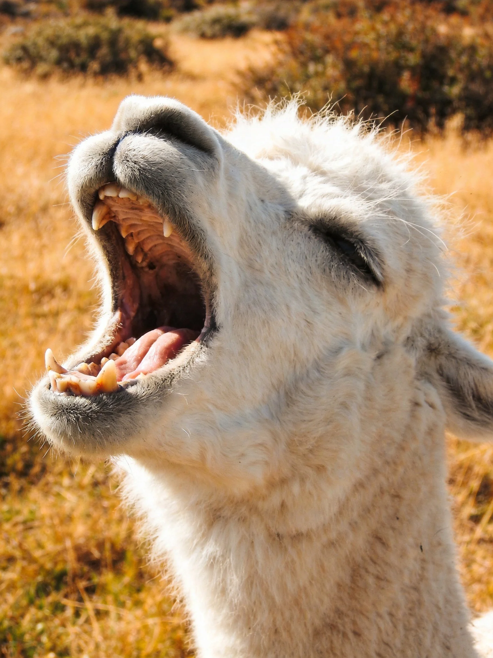 A white llama yawning widely in a golden-hued grassy landscape