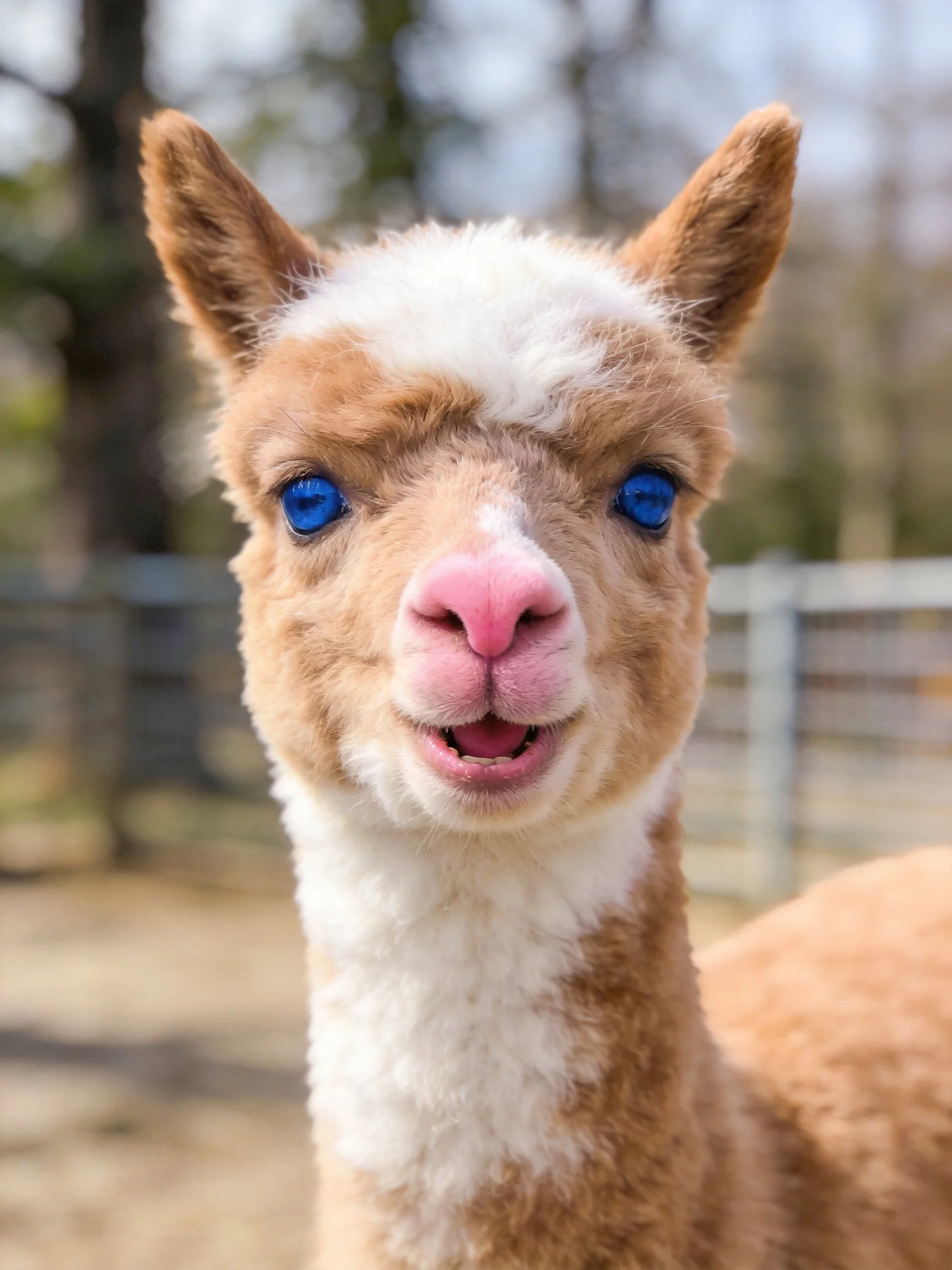 A young alpaca with brown, white fur and bright blue eyes